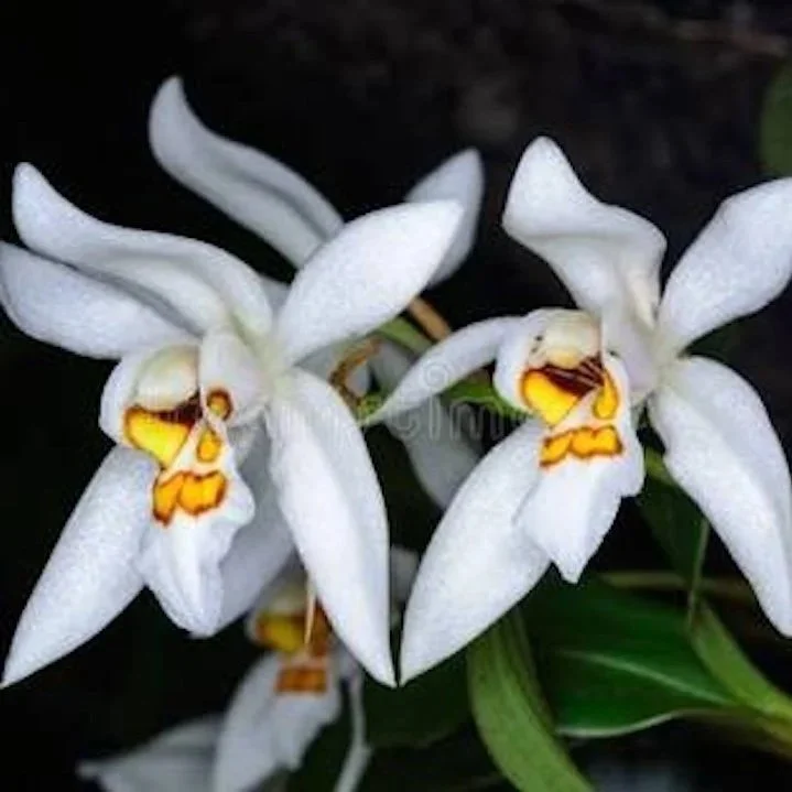 Coelogyne Nitida - FRAGRANT