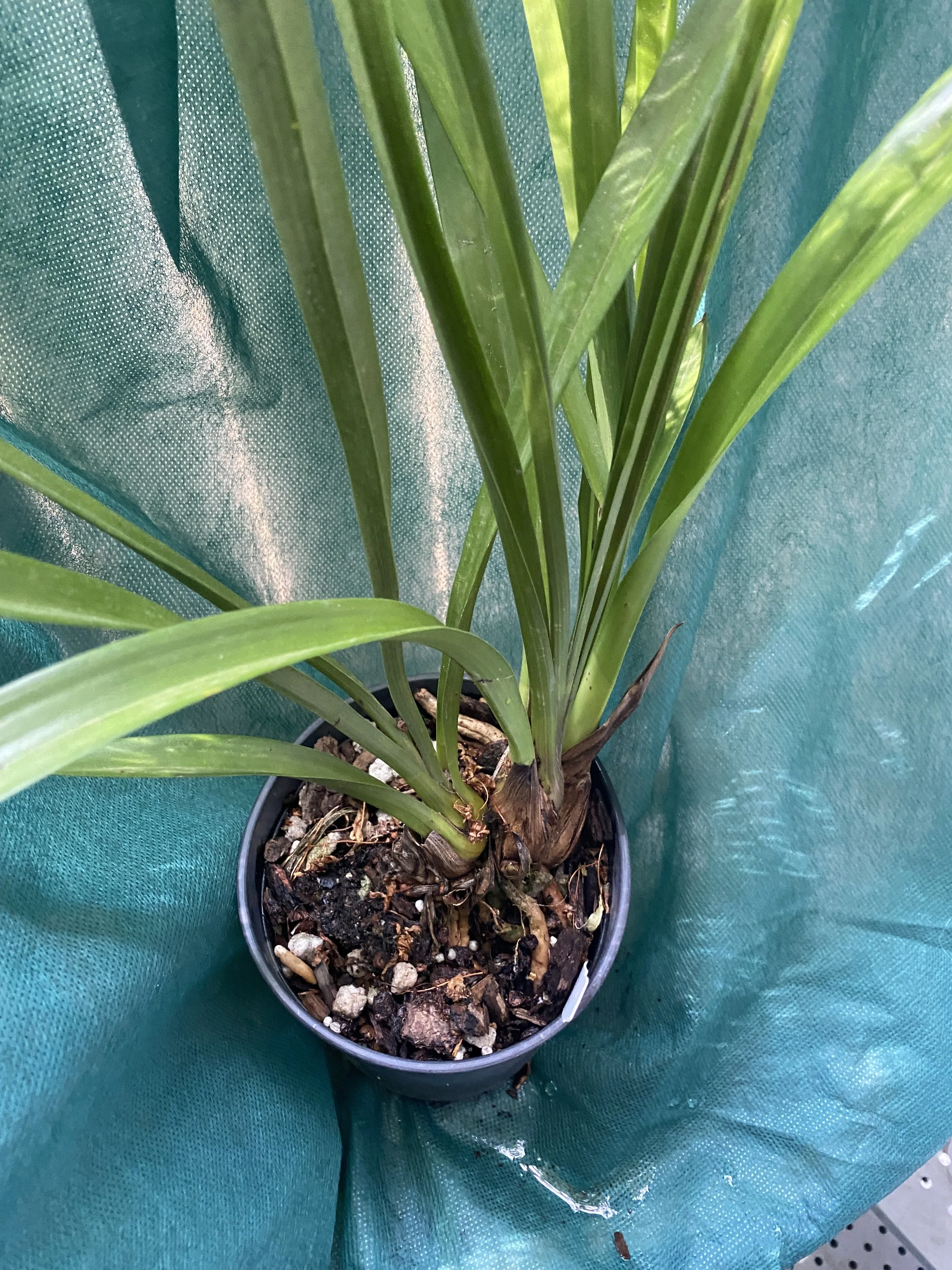 Cymbidium-Rolling-Stone-Rusty-Bucket-Ramble-on-Rose-on-green-cloth.jpeg