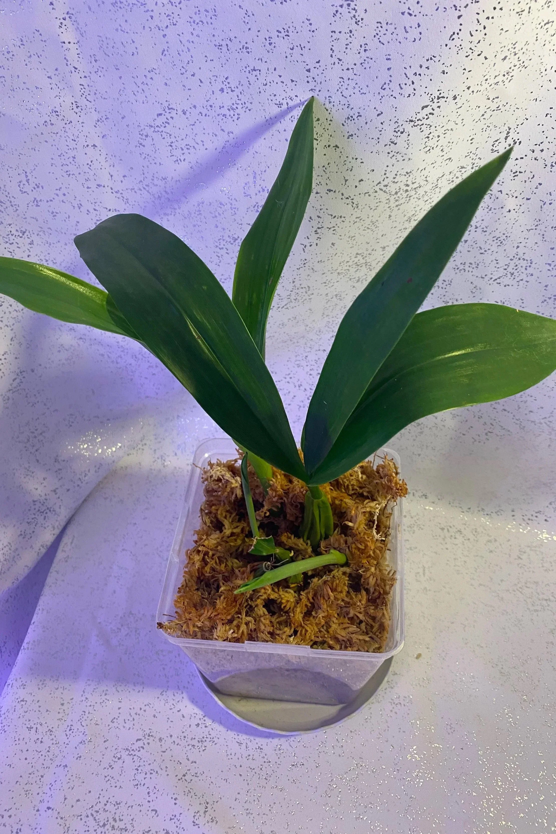 Coelogyne-Mooreana-Westonbert-with-white-background.jpg
