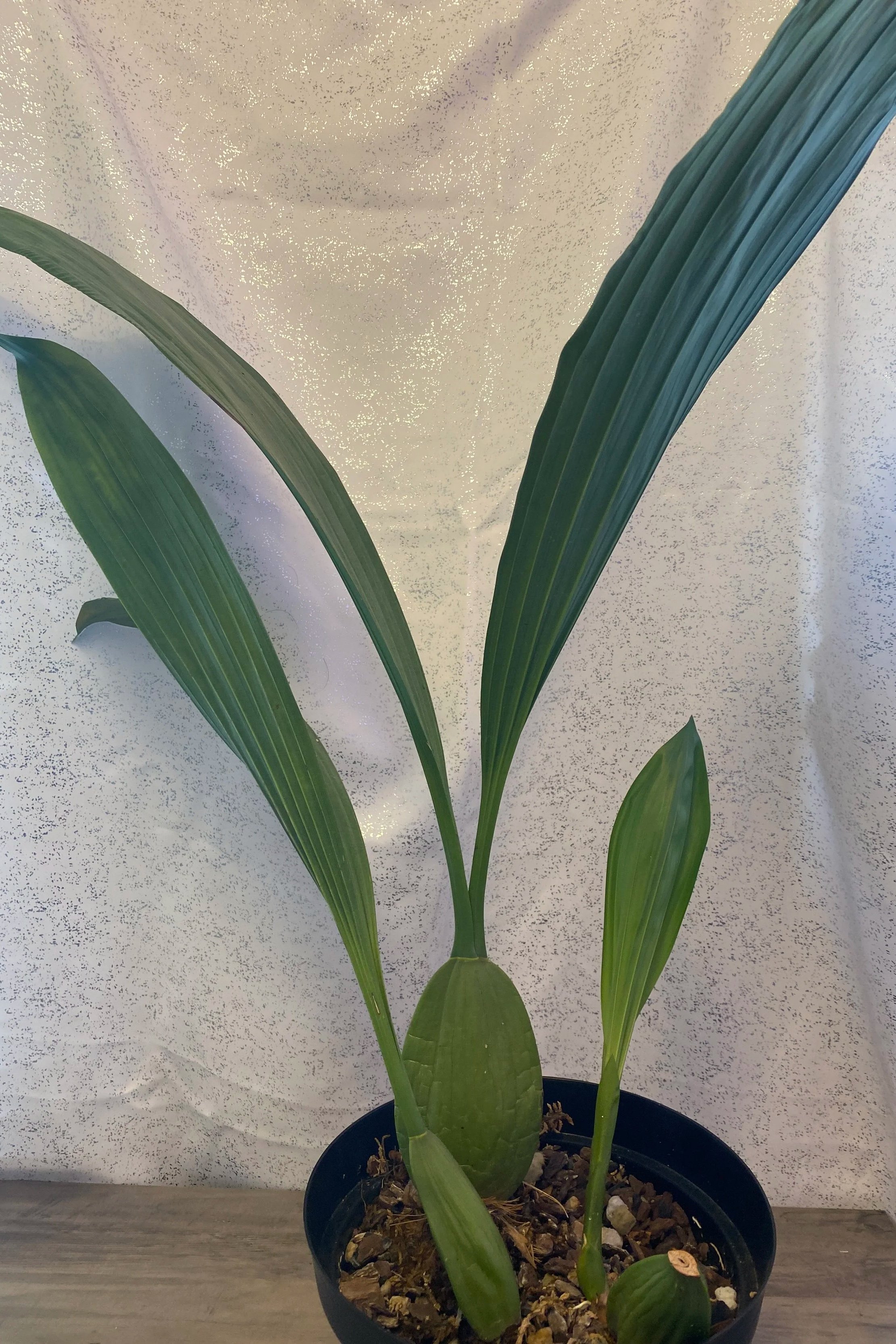 coelogyne-pandurata-twelve-inch-pot.jpg
