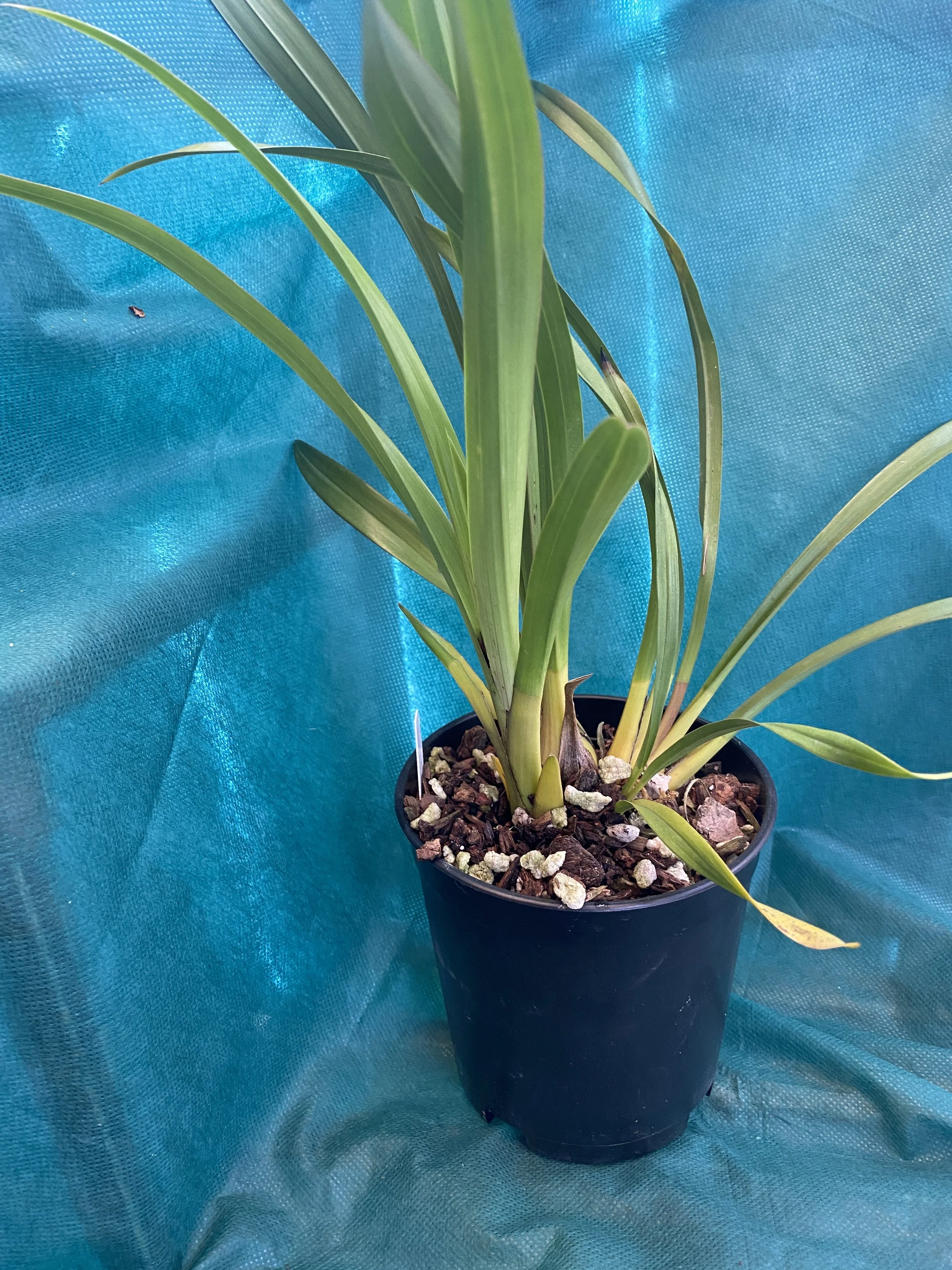 Cymbidium-Rosy-Wine-in-five-inch-pot.jpeg