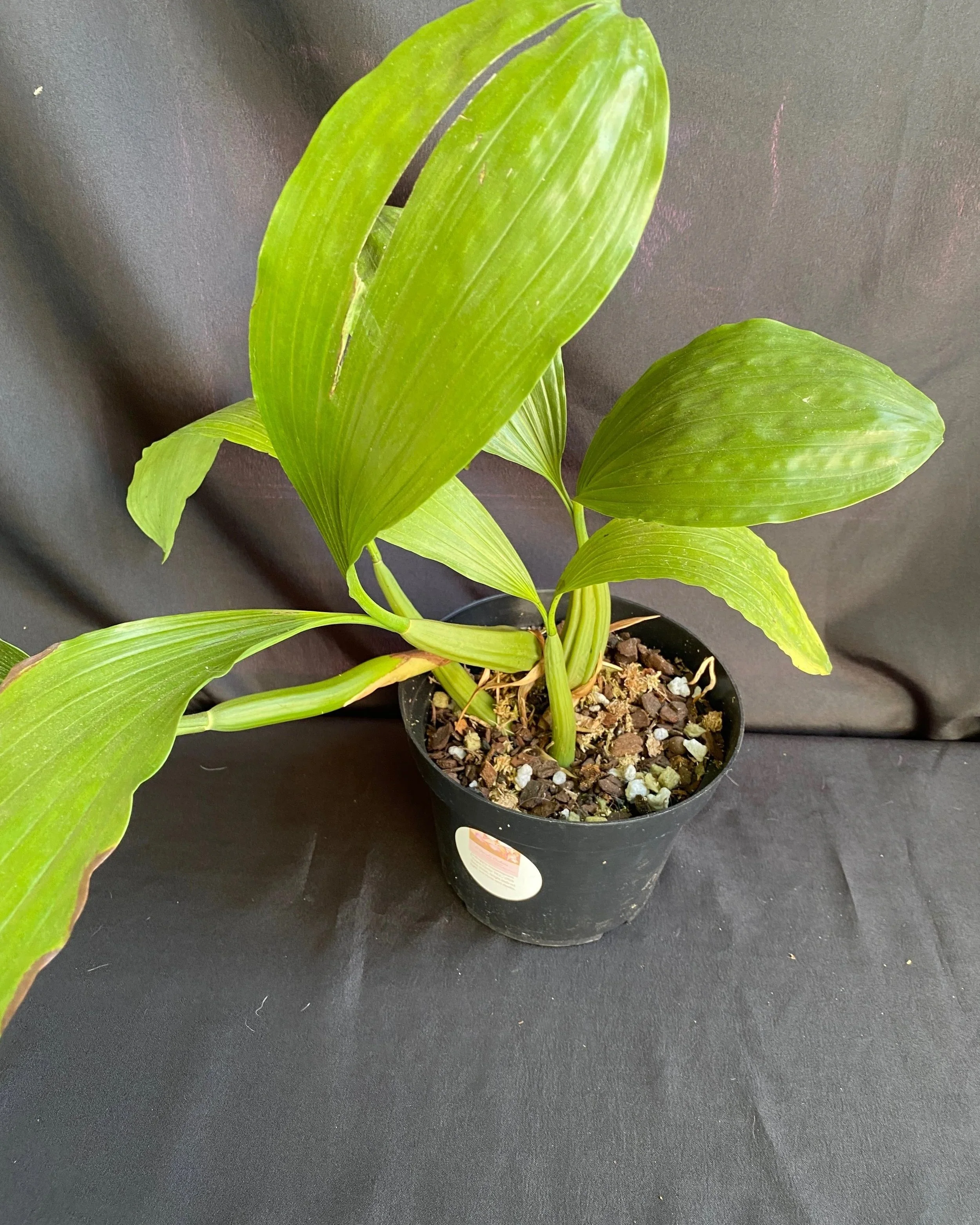 coelogyne-rochussenii-mooreana-rare-in-a-ten-inch-pot.jpg