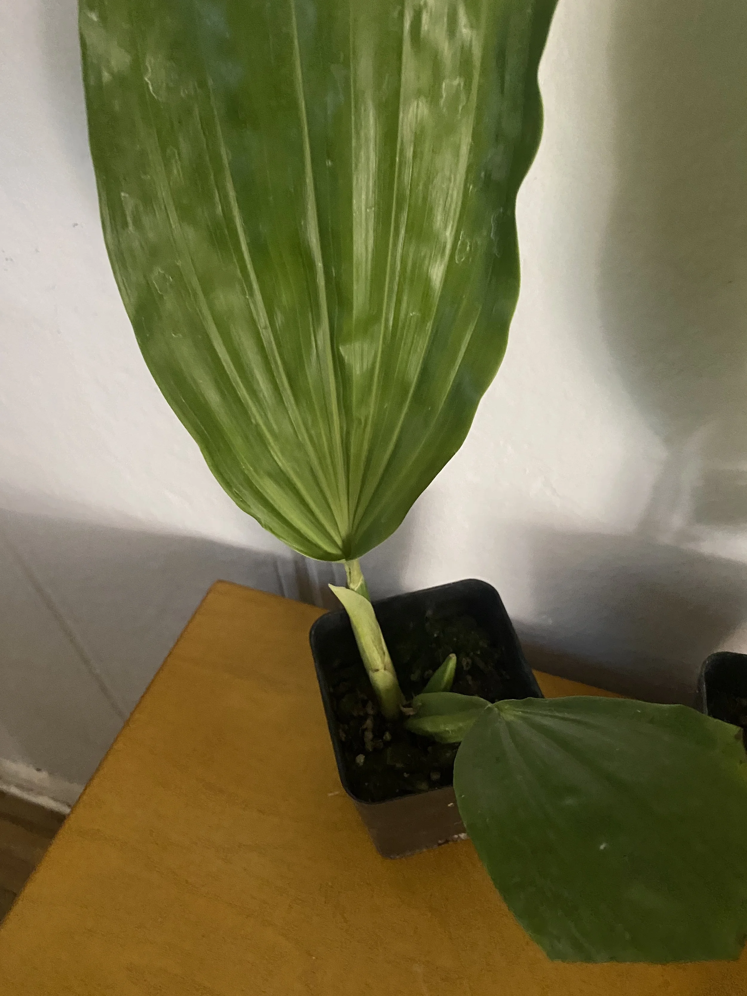 Coelogyne-Usitana-standing-fifteen-inches-tall.JPG