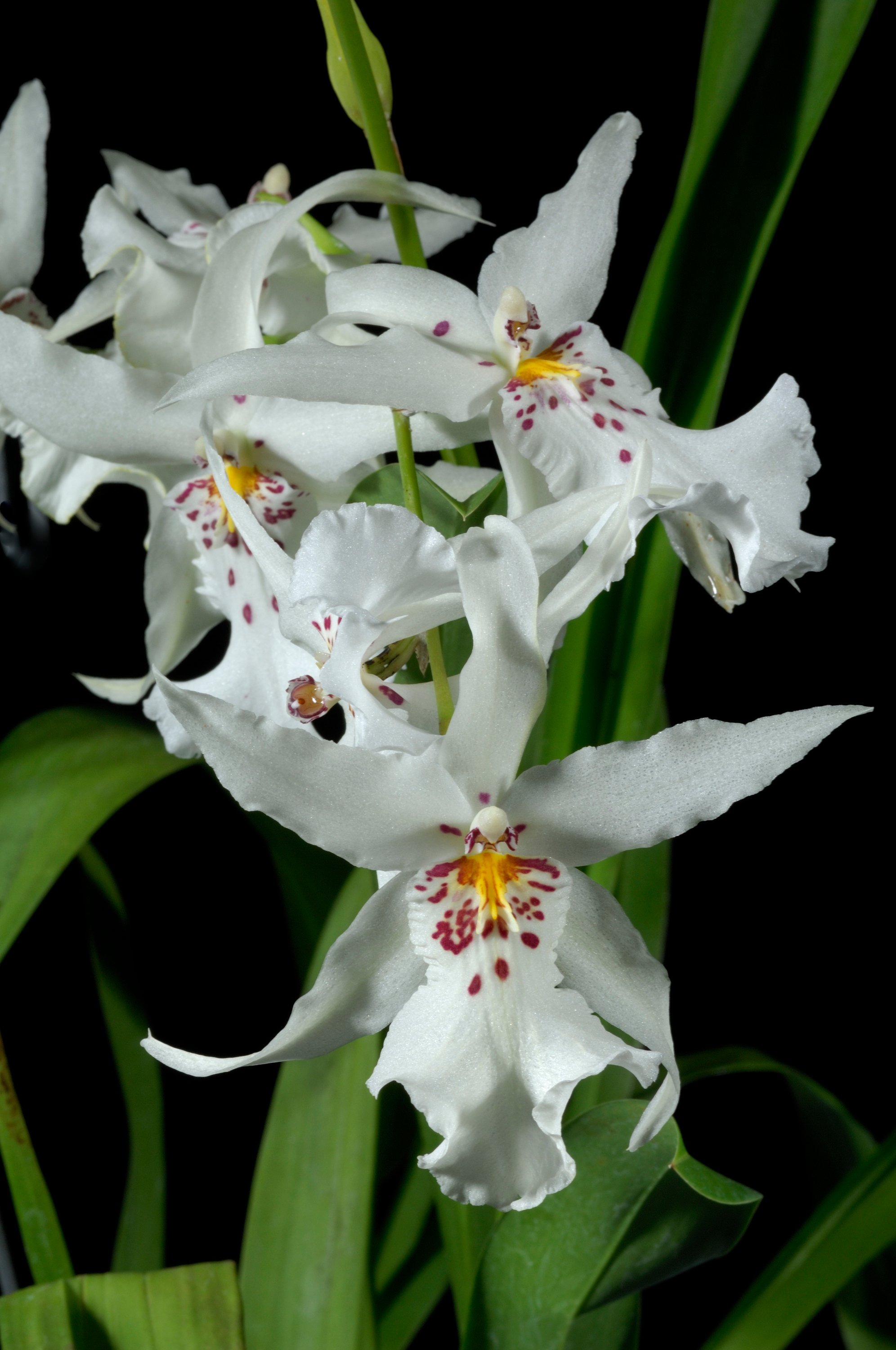 Aliceara Winter Wonderland 'White Fairy'