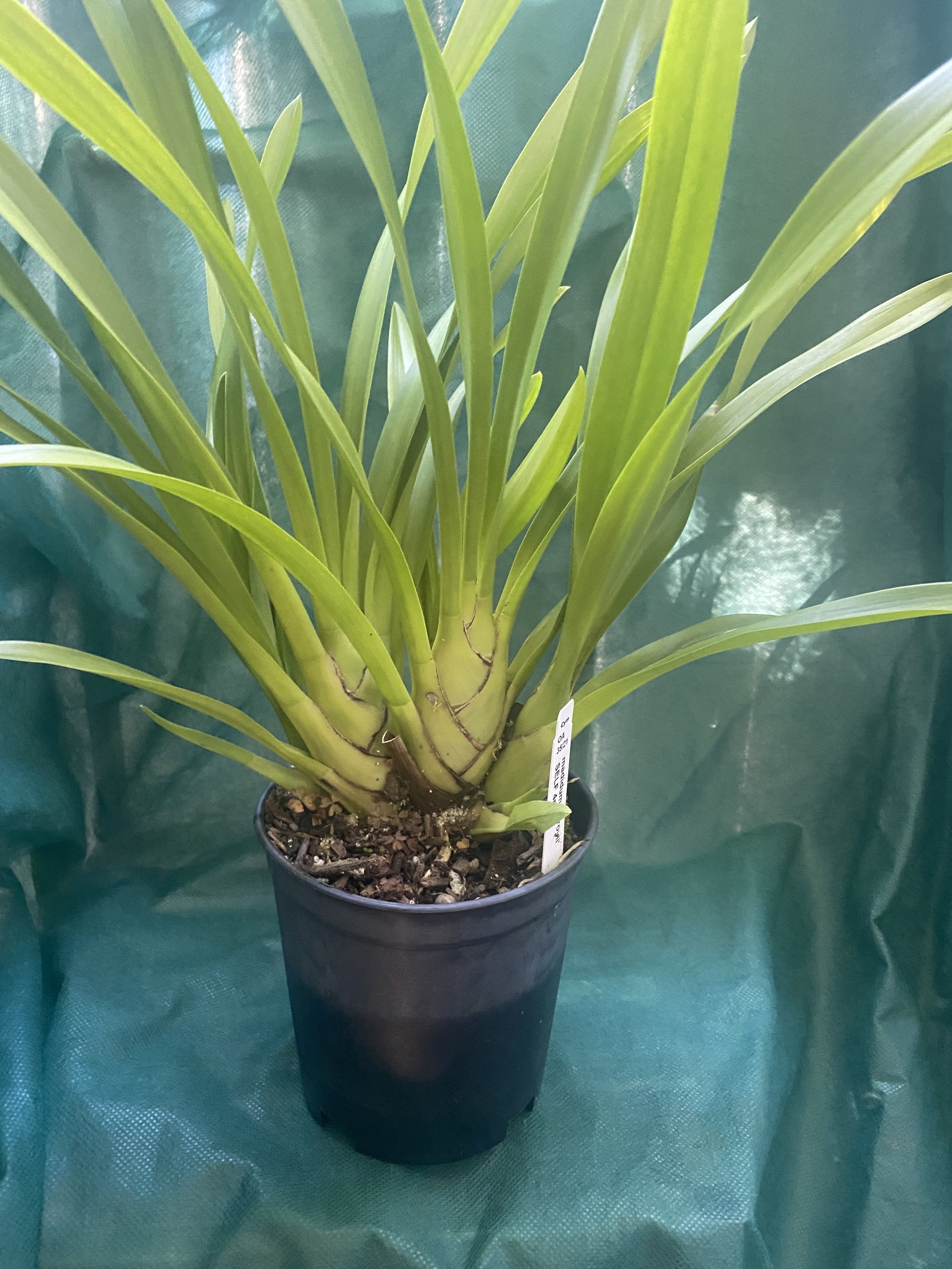 Cymbidium-Madidum-Leroyii-on-green-cloth.jpeg