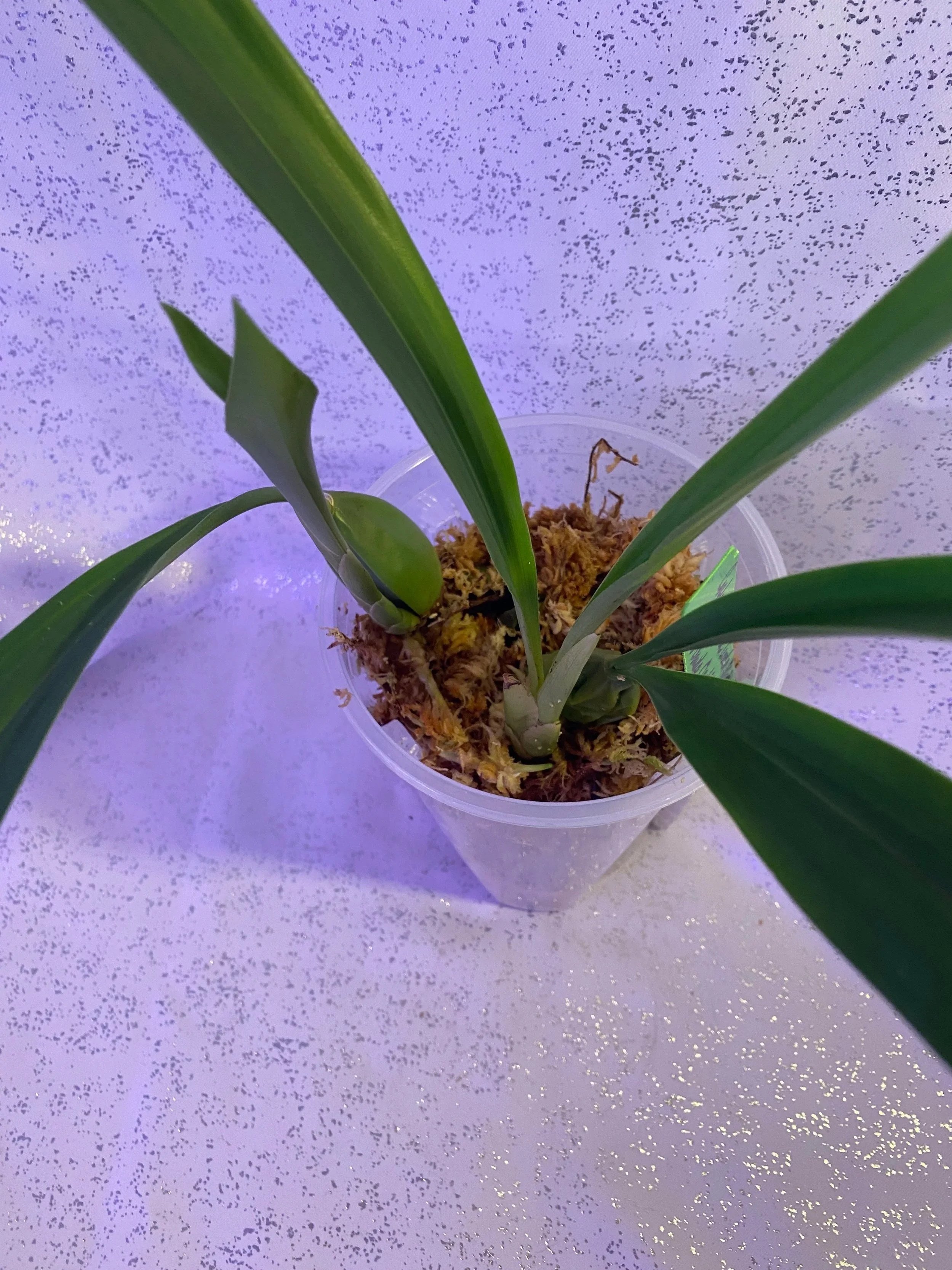 Coelogyne-Linda-Buckley-blooming-size.jpg