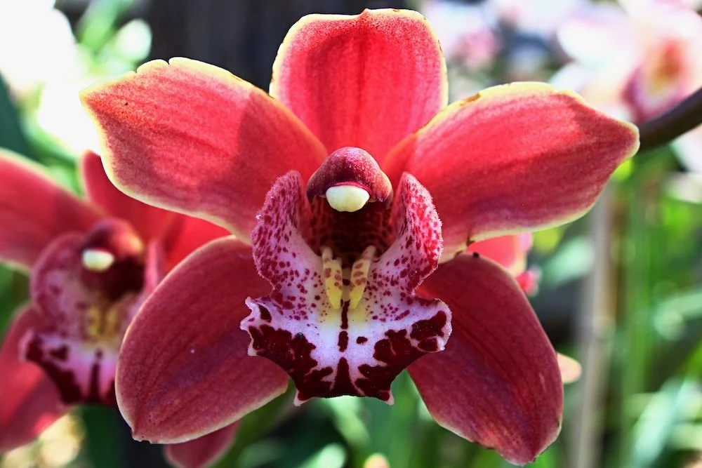 Cymbidium Black Peter Captain Midnight x Cumberland Blues (Will Ship on June 15)