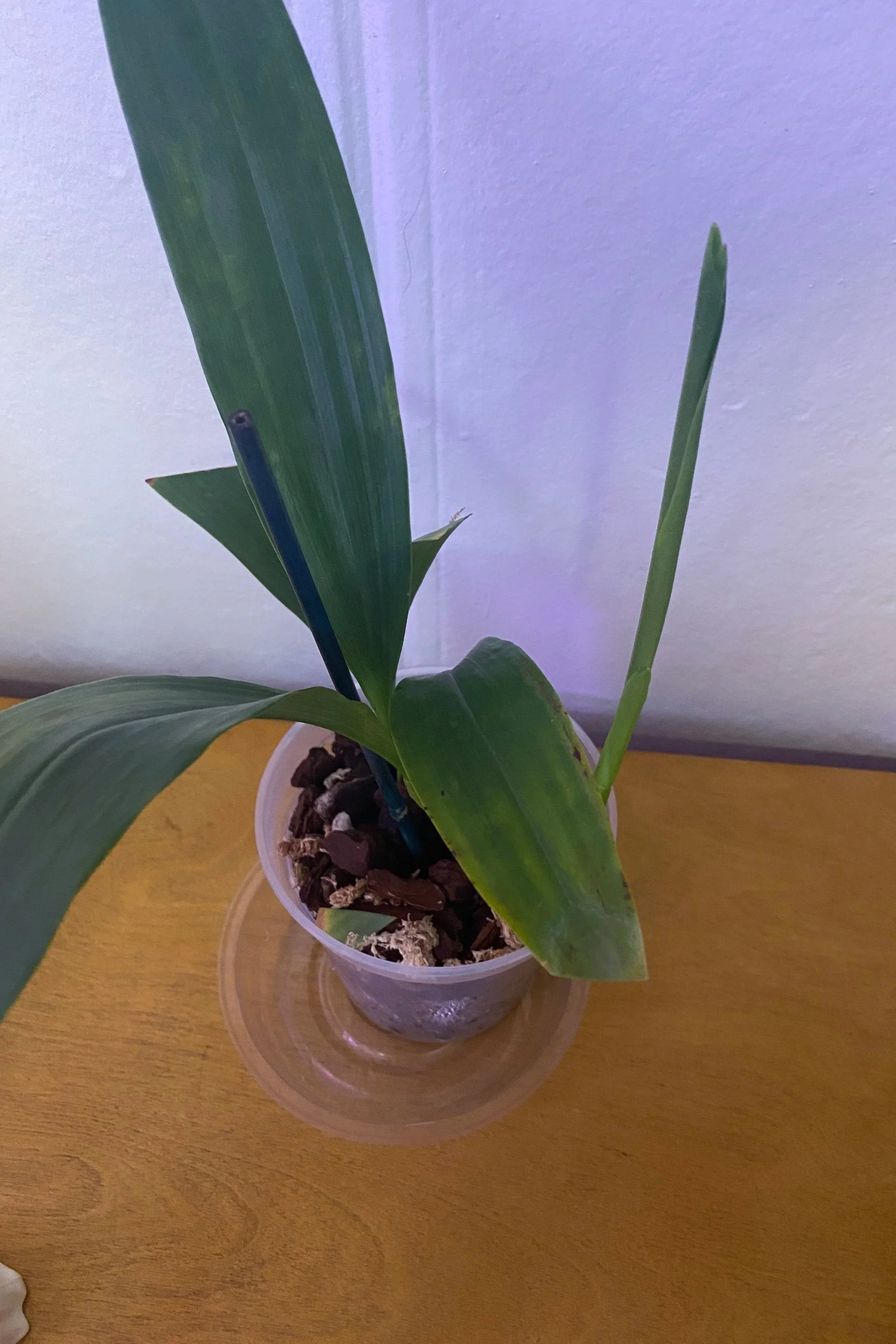 coelogyne-lawrenceana-in-a-five-inch-clear-pot.jpg