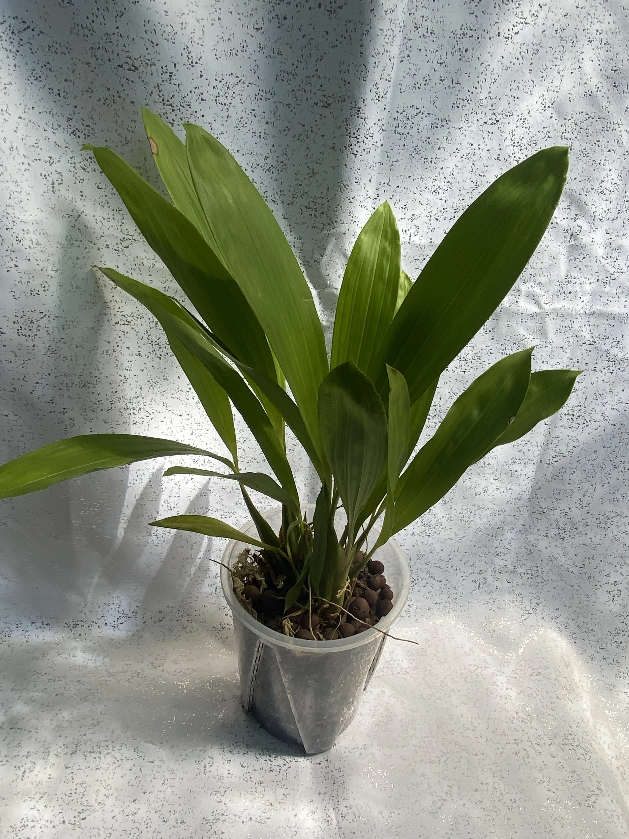 Coelogyne-Pulverula-with-white-background.jpeg