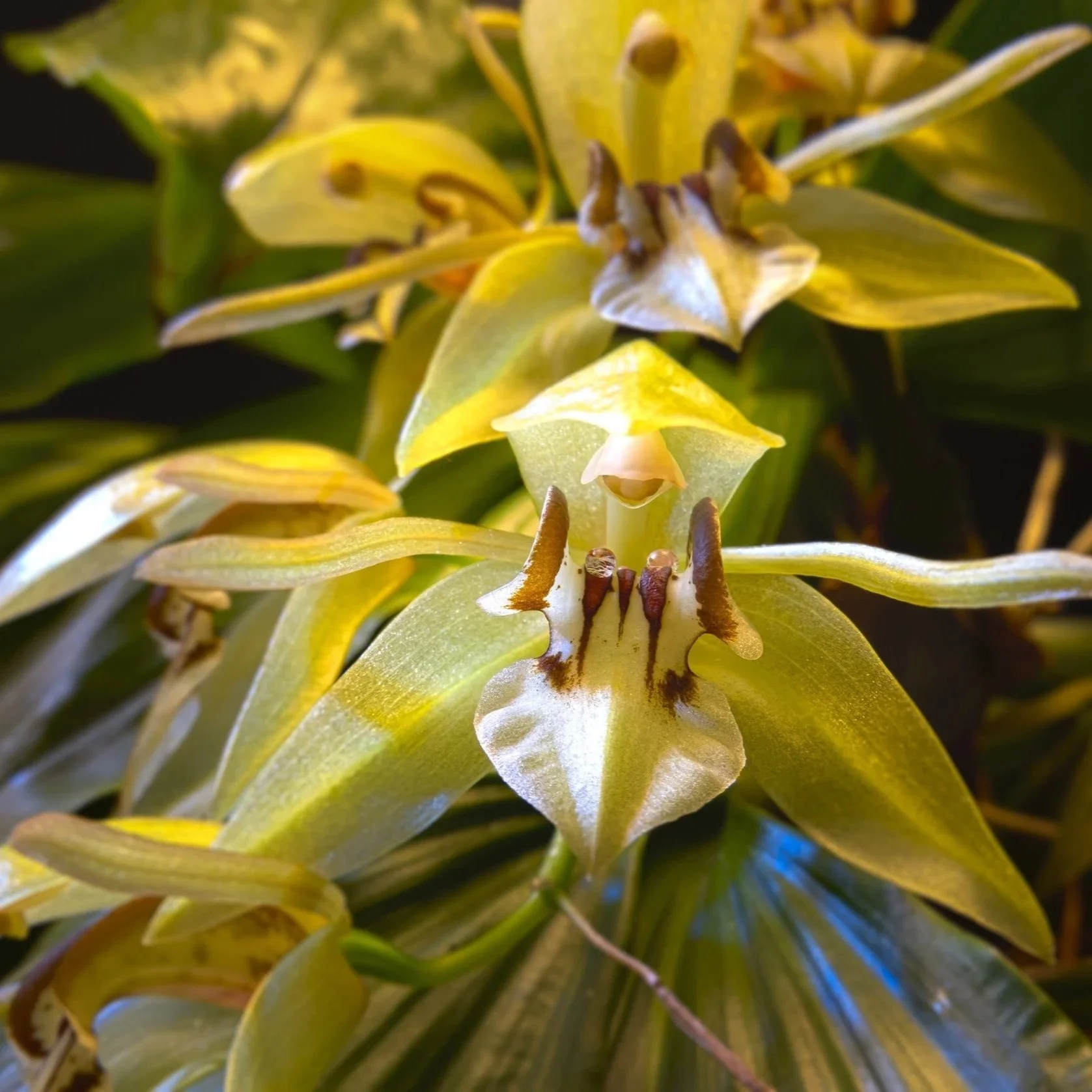 coelogyne-sulcata-with-yellow-blooms-and-a white-lip.jpg