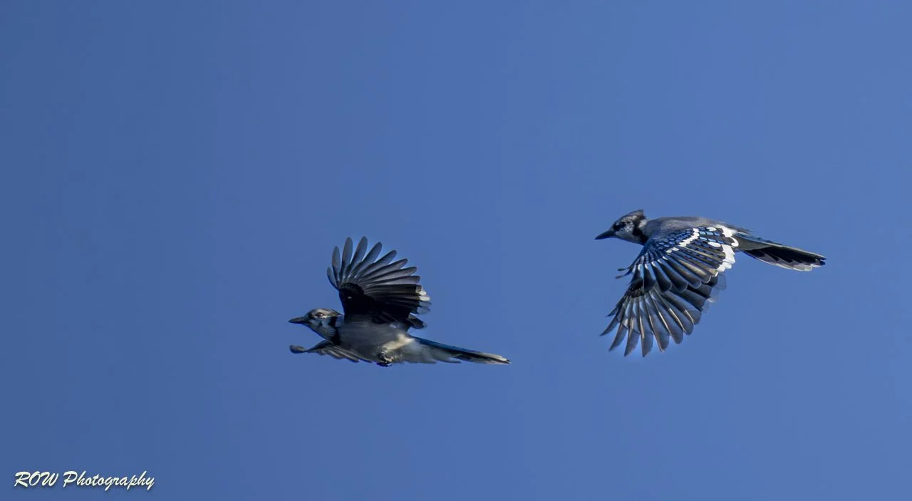 Two Blue Jays on the prowl