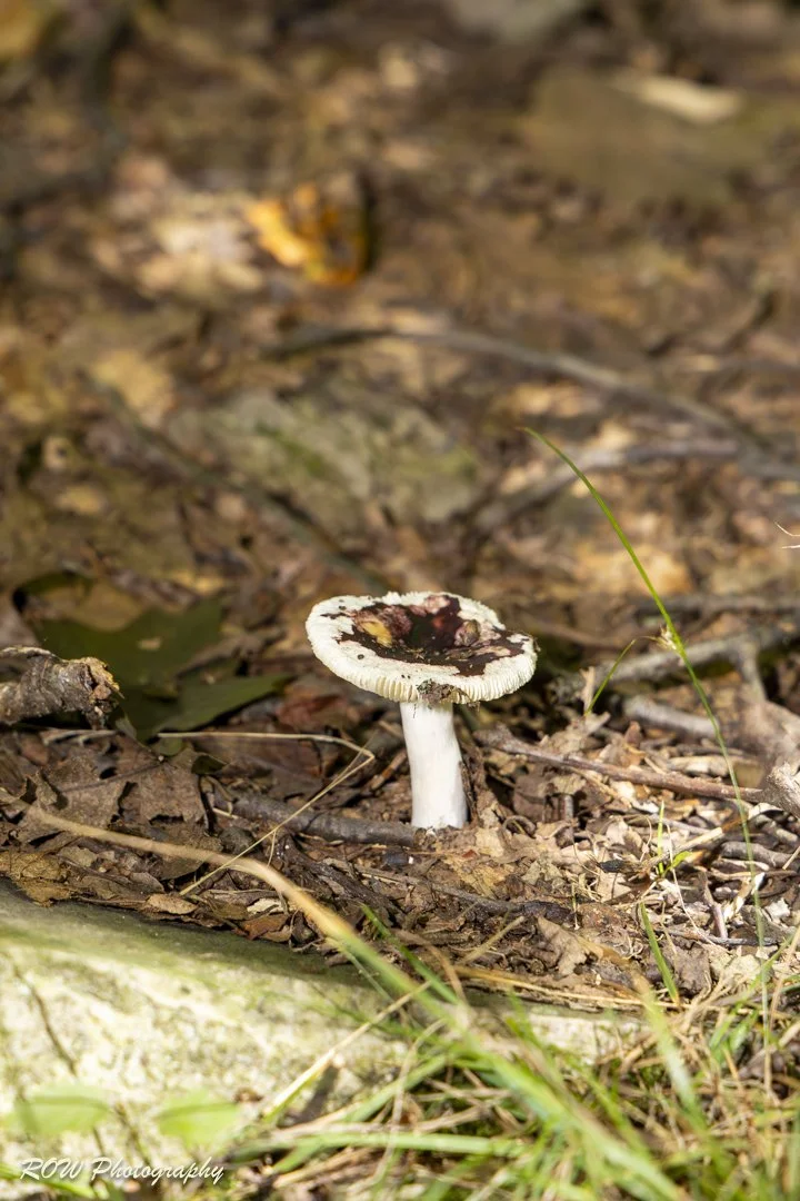 Mushrooms on the way