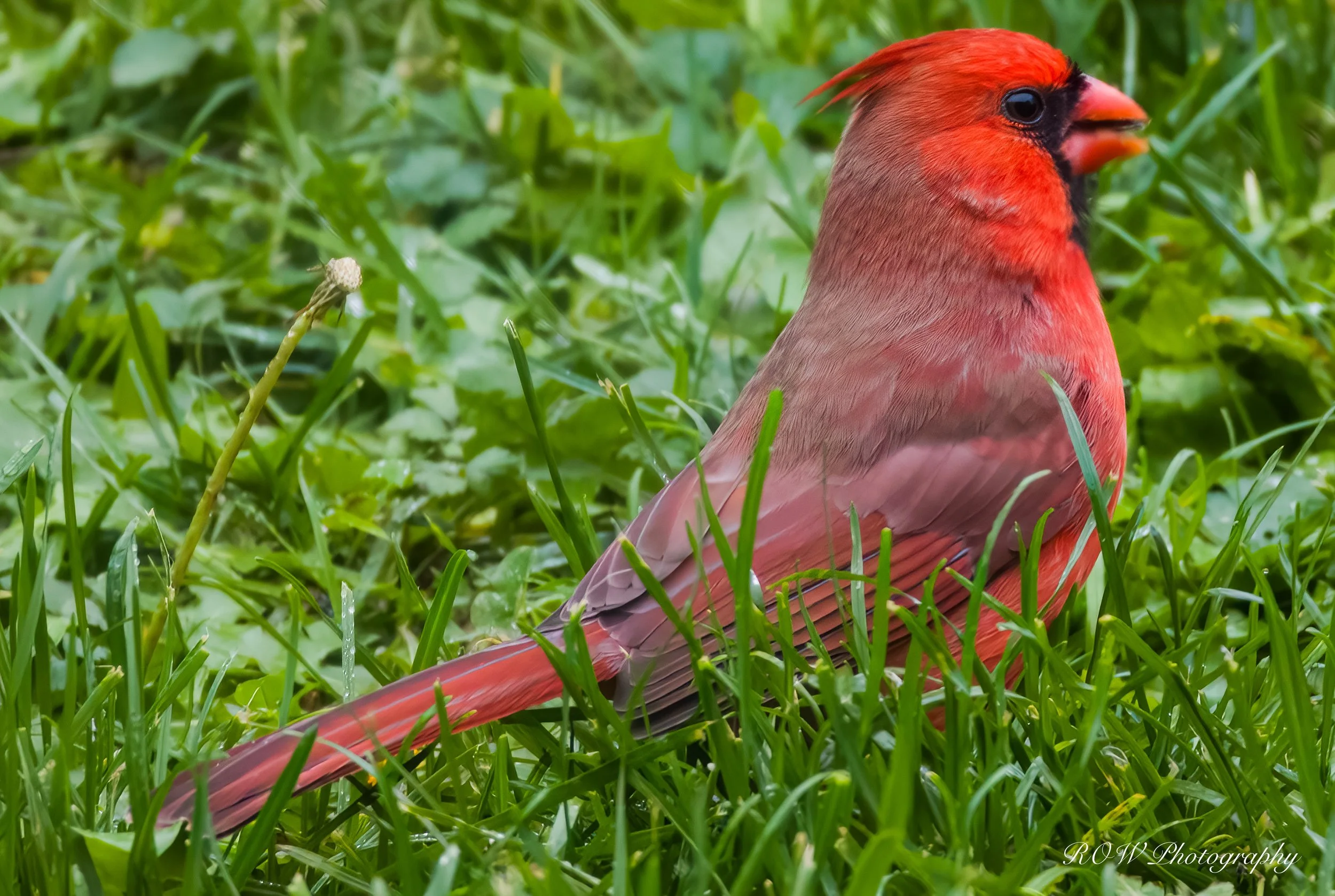 Male Cardinal-2.jpg
