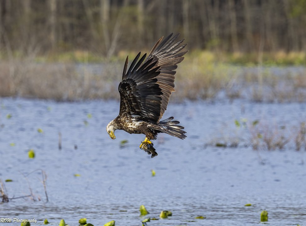 Juvenile Bald Eagle-4.jpg