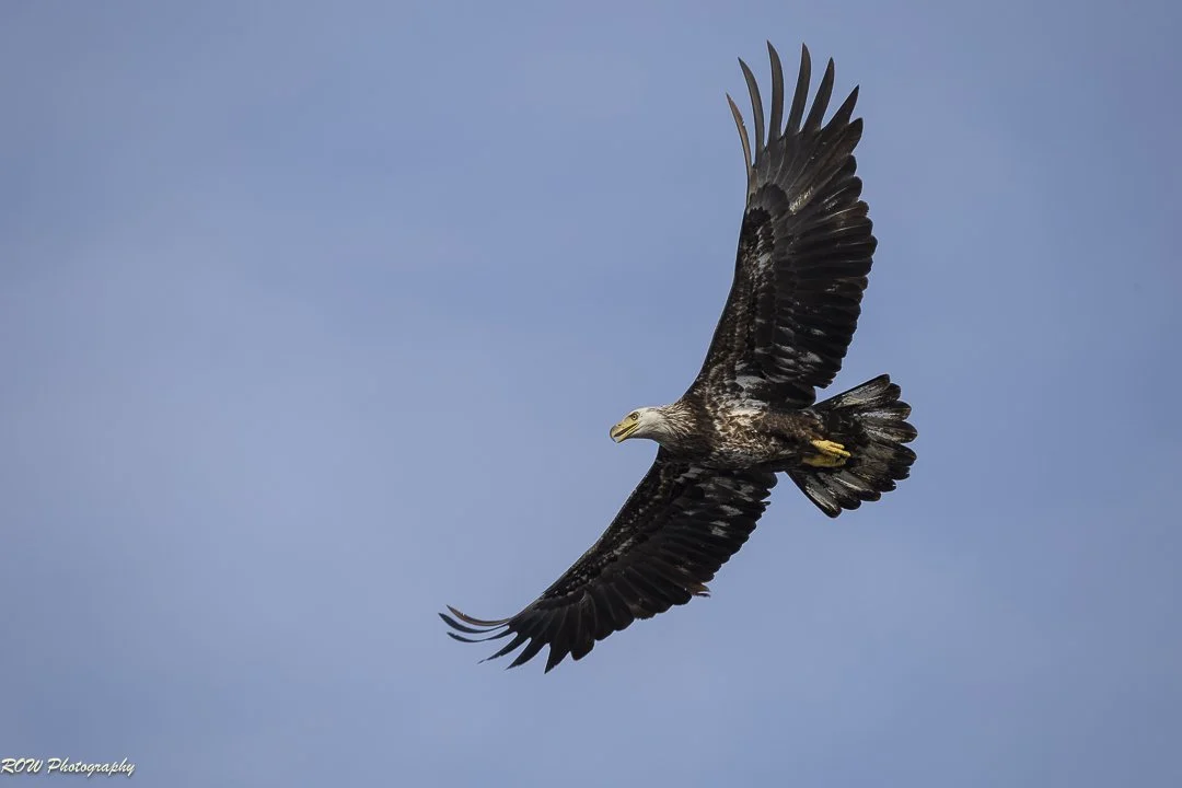 Juvenile Bald Eagle-1.jpg