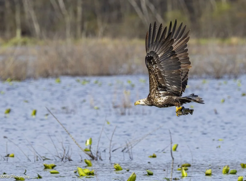 Juvenile Bald Eagle-5.jpg