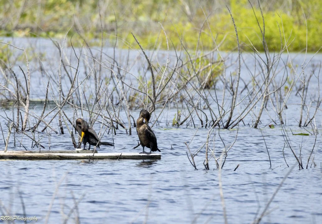 Cormorants Preening at Minisi Lake, Bangor PA