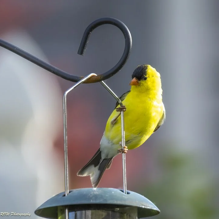 American Goldfinch