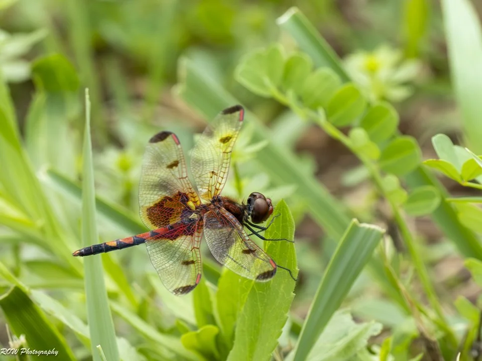 Dragon Fly-1.jpg