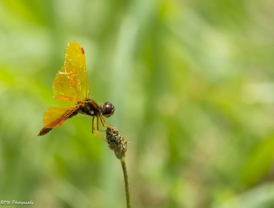 Dragonfly - Male Calico Pennant