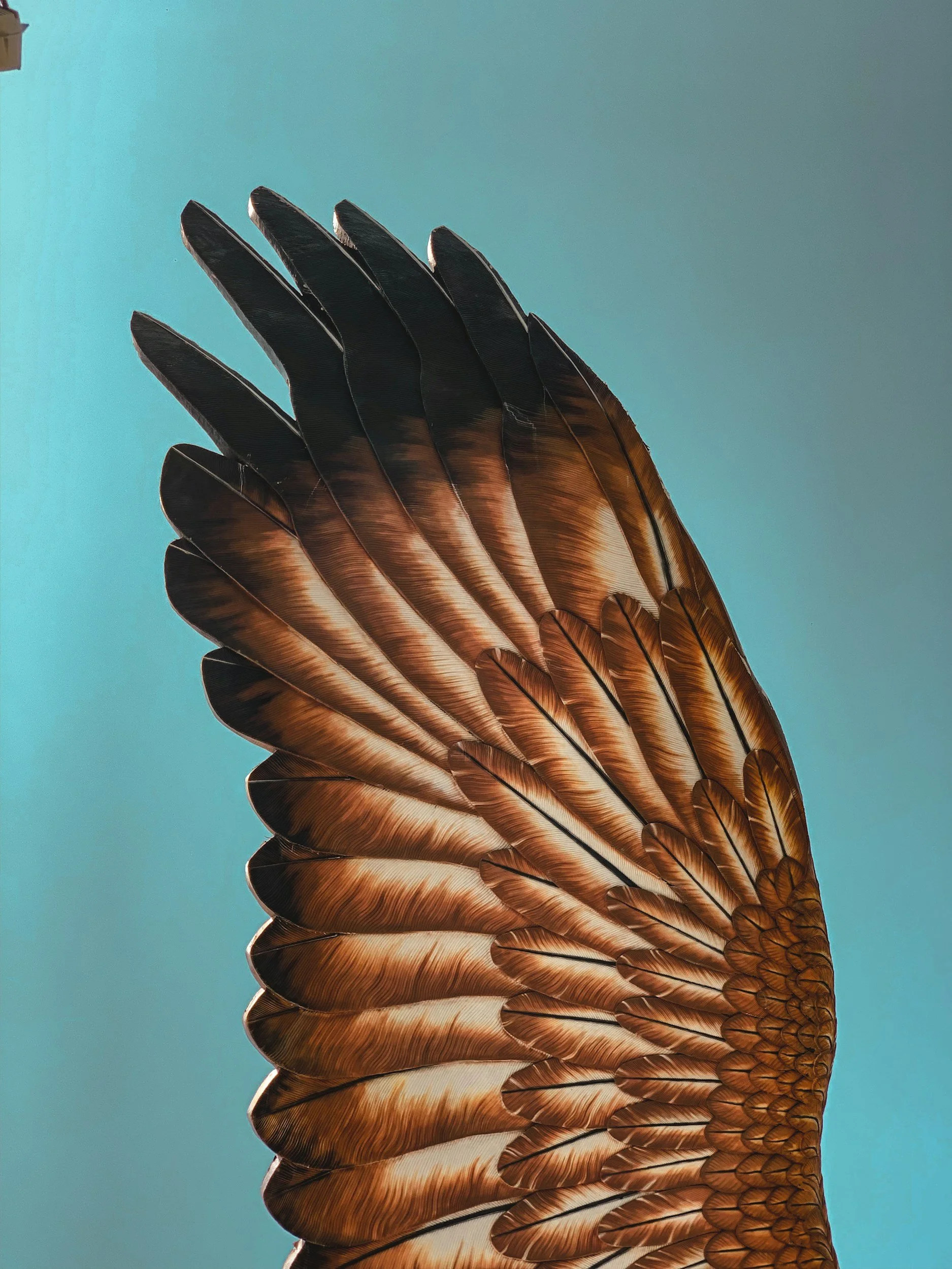 The Eagle