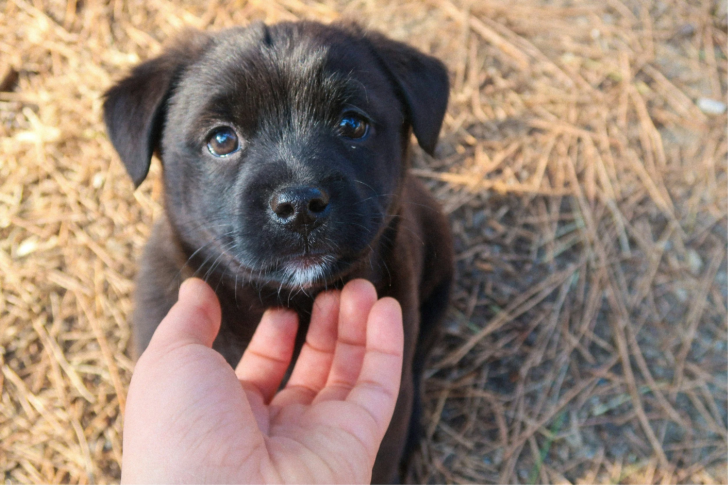 STAR Puppy - $150