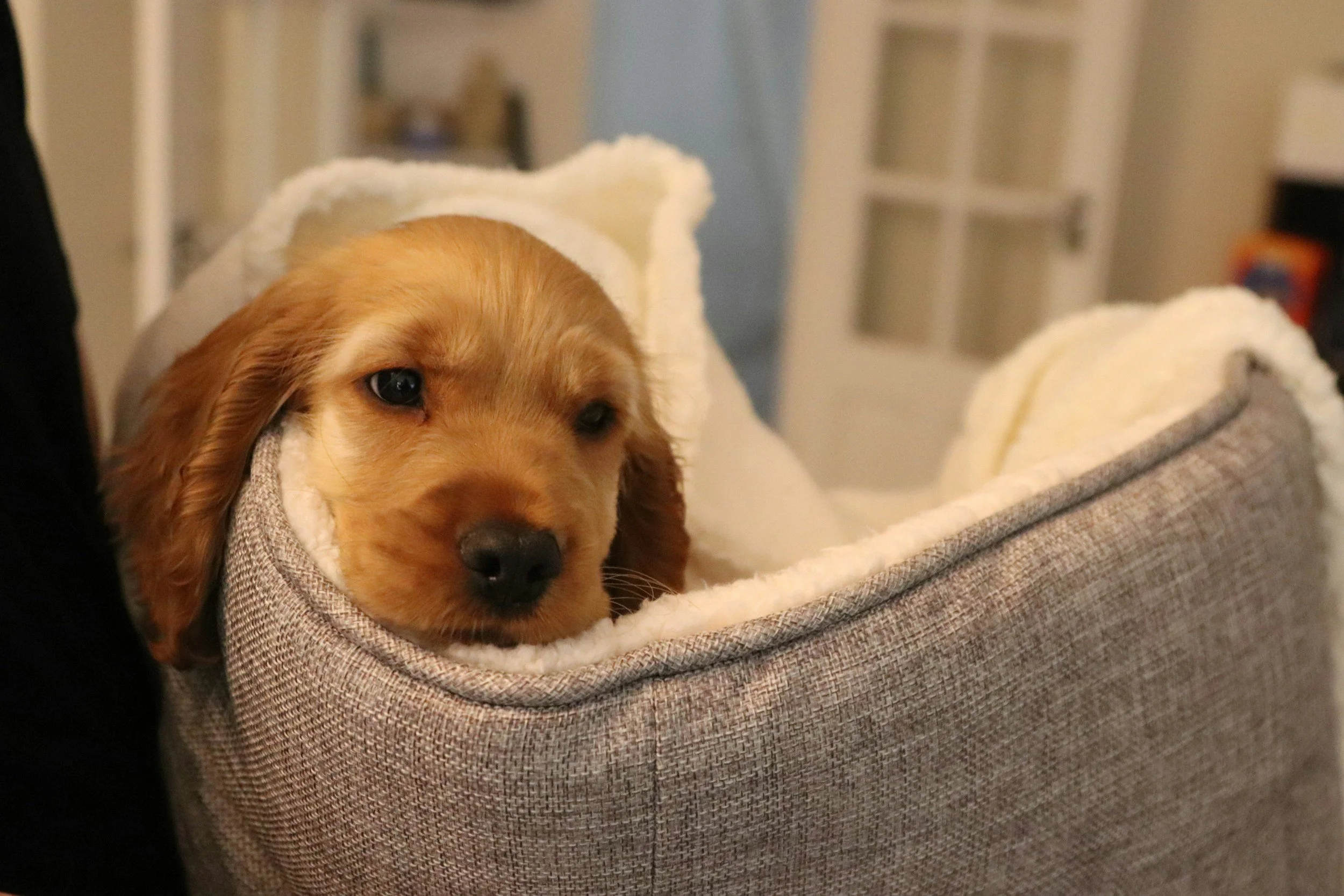 House Manners - $150 
