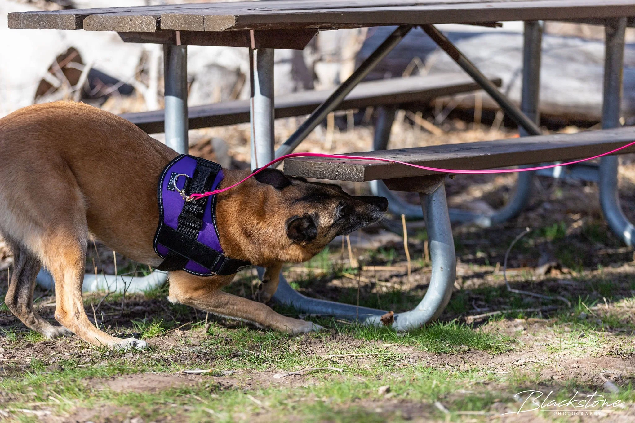 Intro to Scentwork - $200