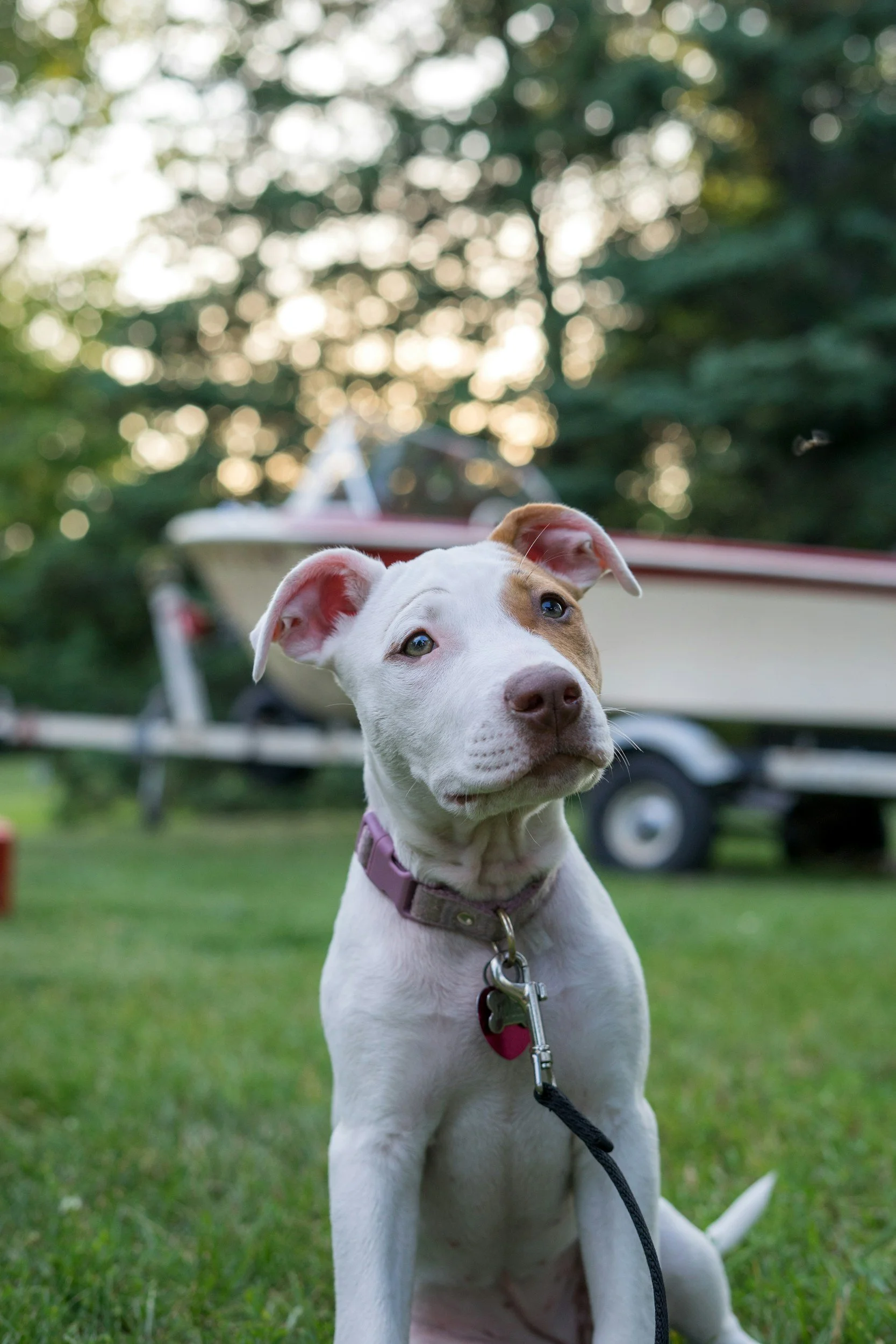 STAR Puppy - $200