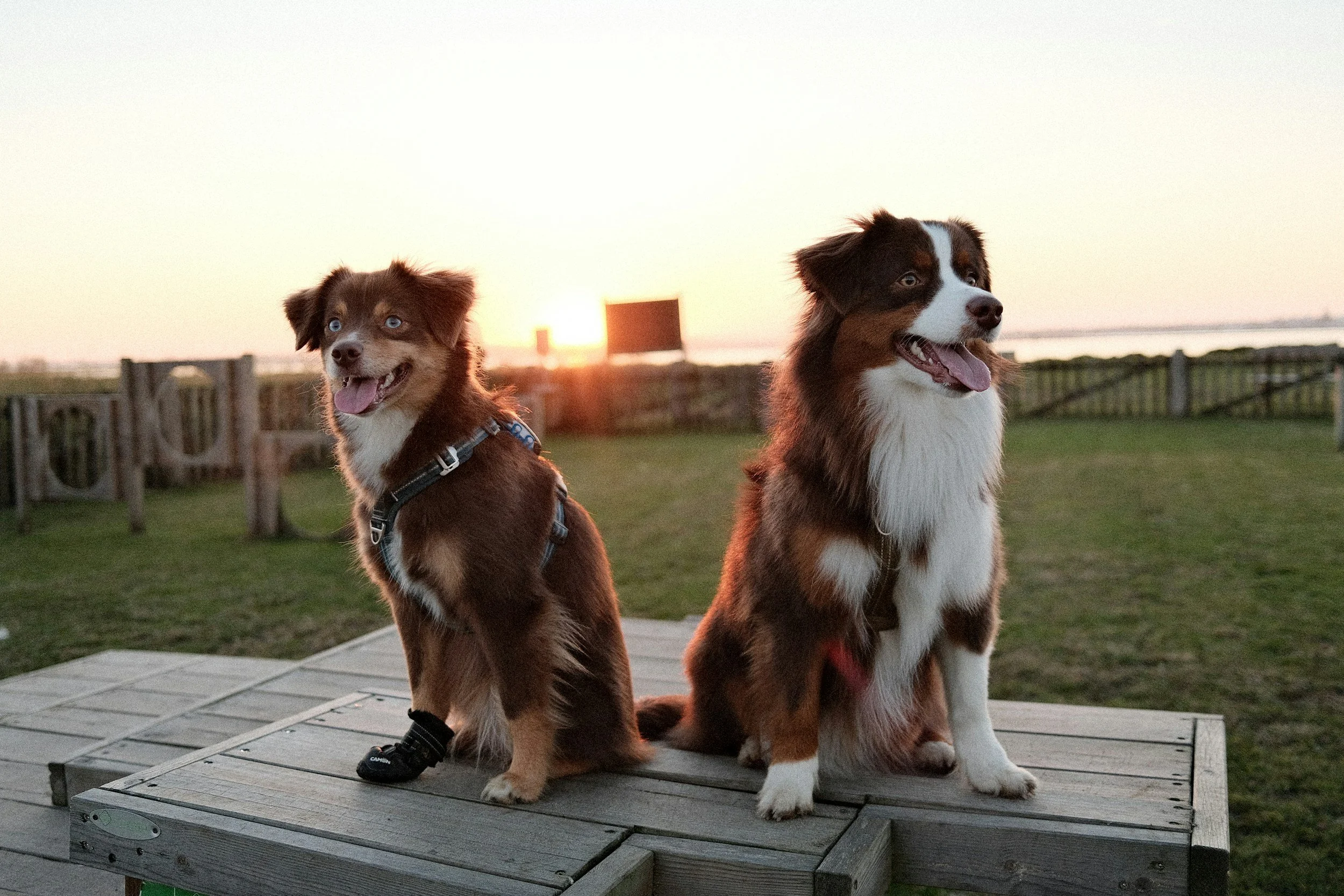 Advanced Obedience - $200