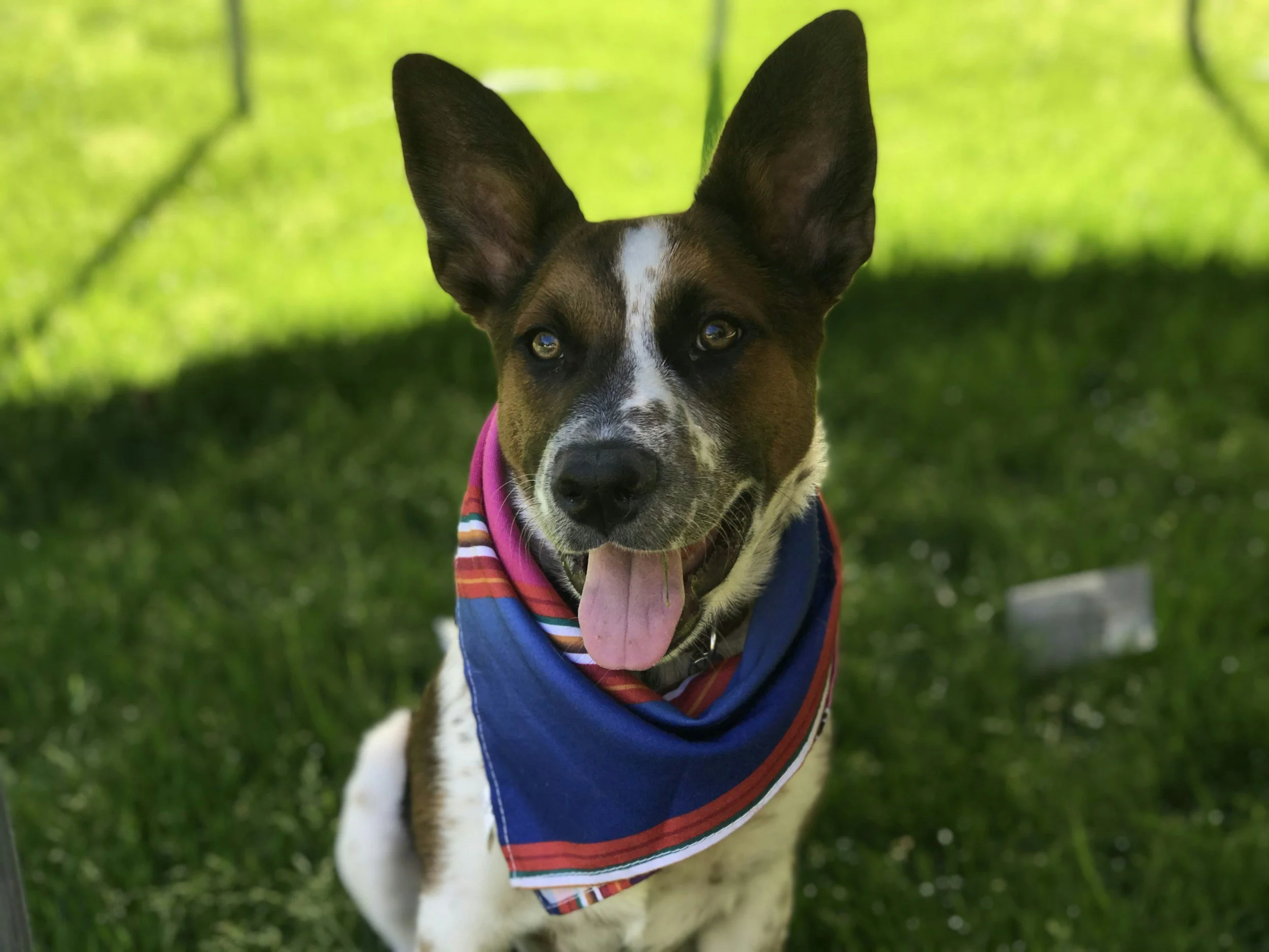 Beginner Obedience - $200 