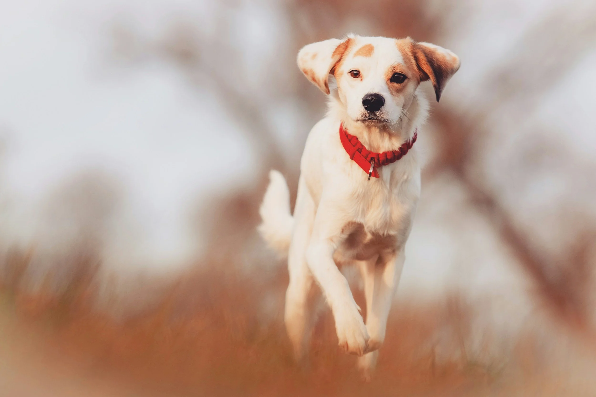 Advanced Obedience - $200 