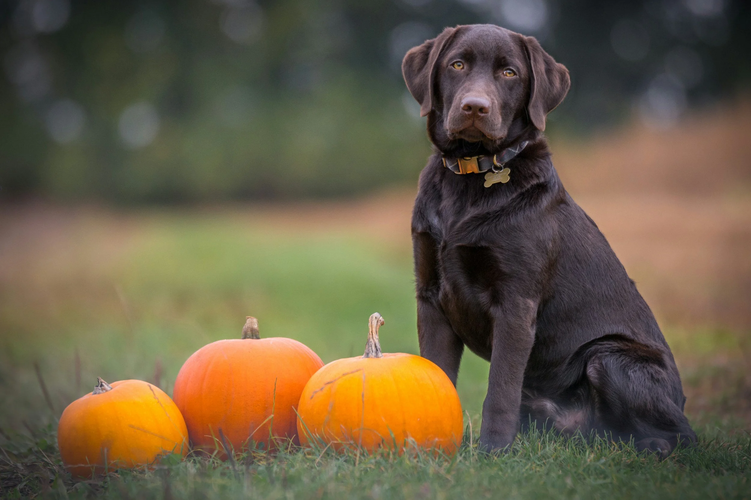 Beginner Obedience - $200 
