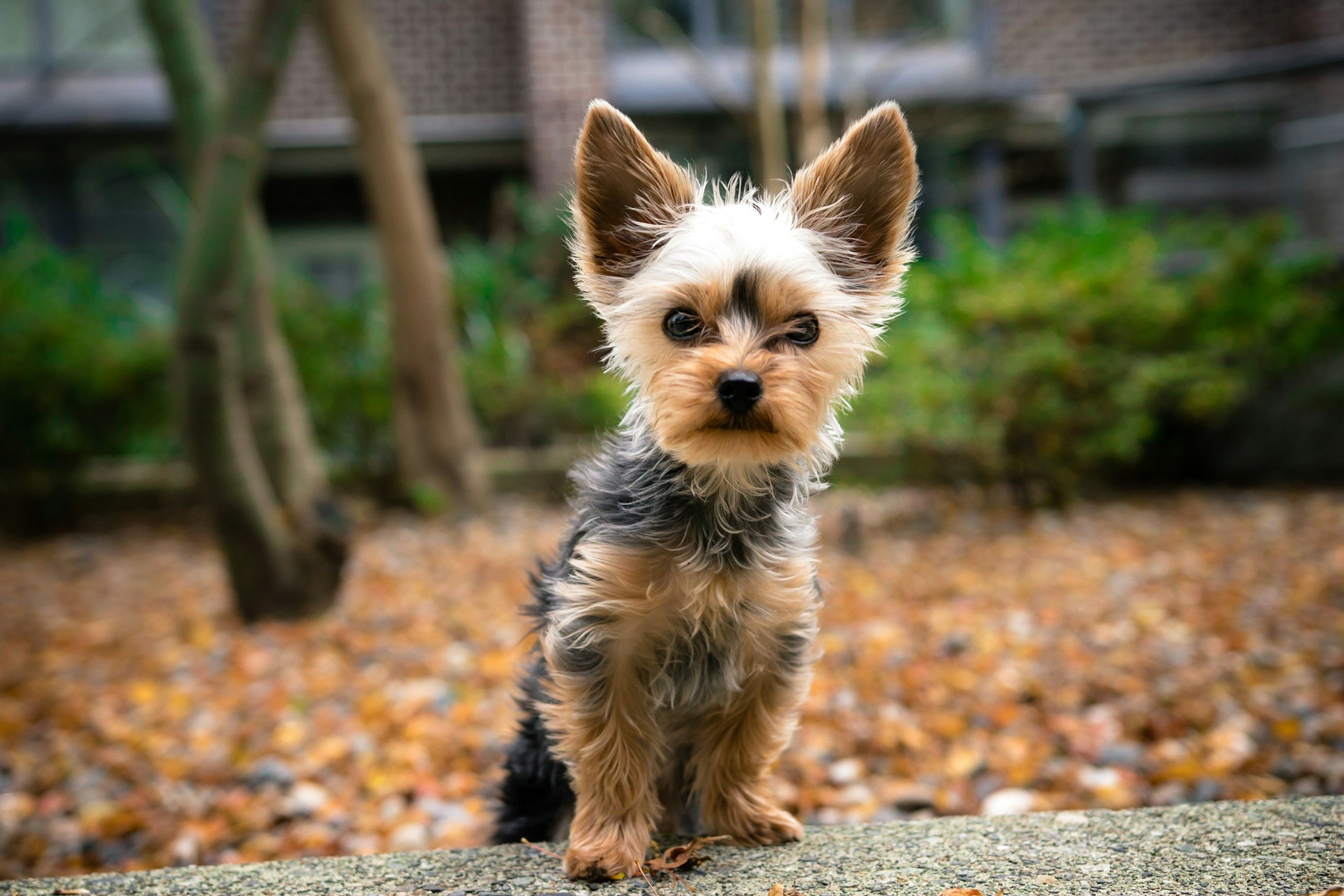 Beginner Obedience - $200 