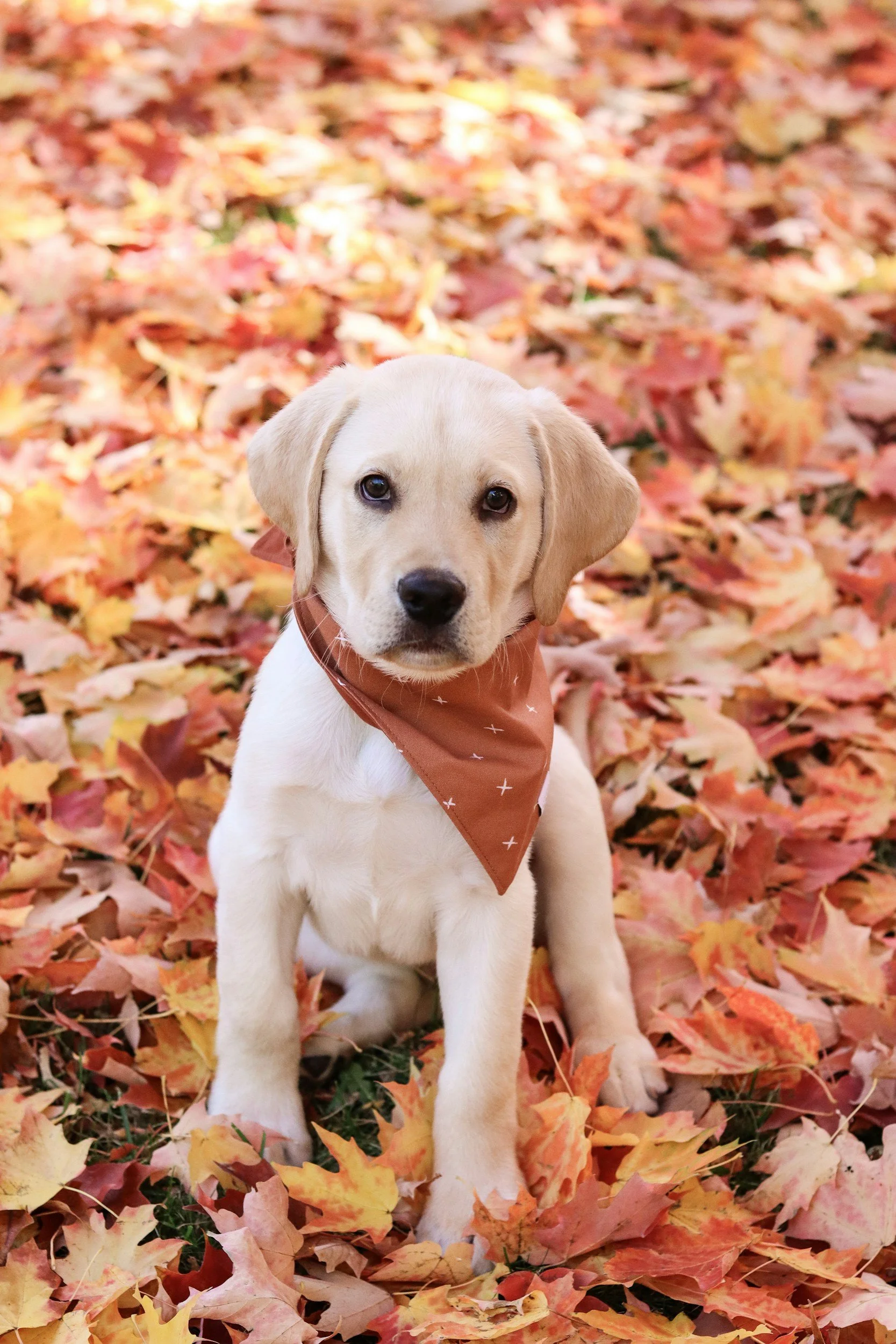 STAR Puppy - $200