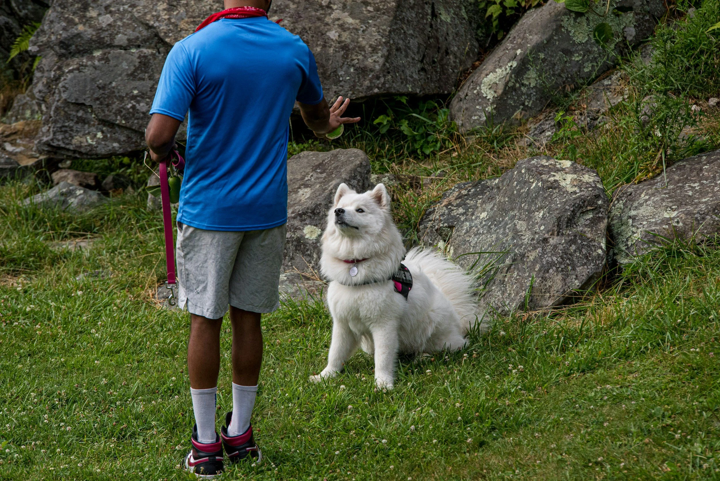 Beginner Obedience - $200 