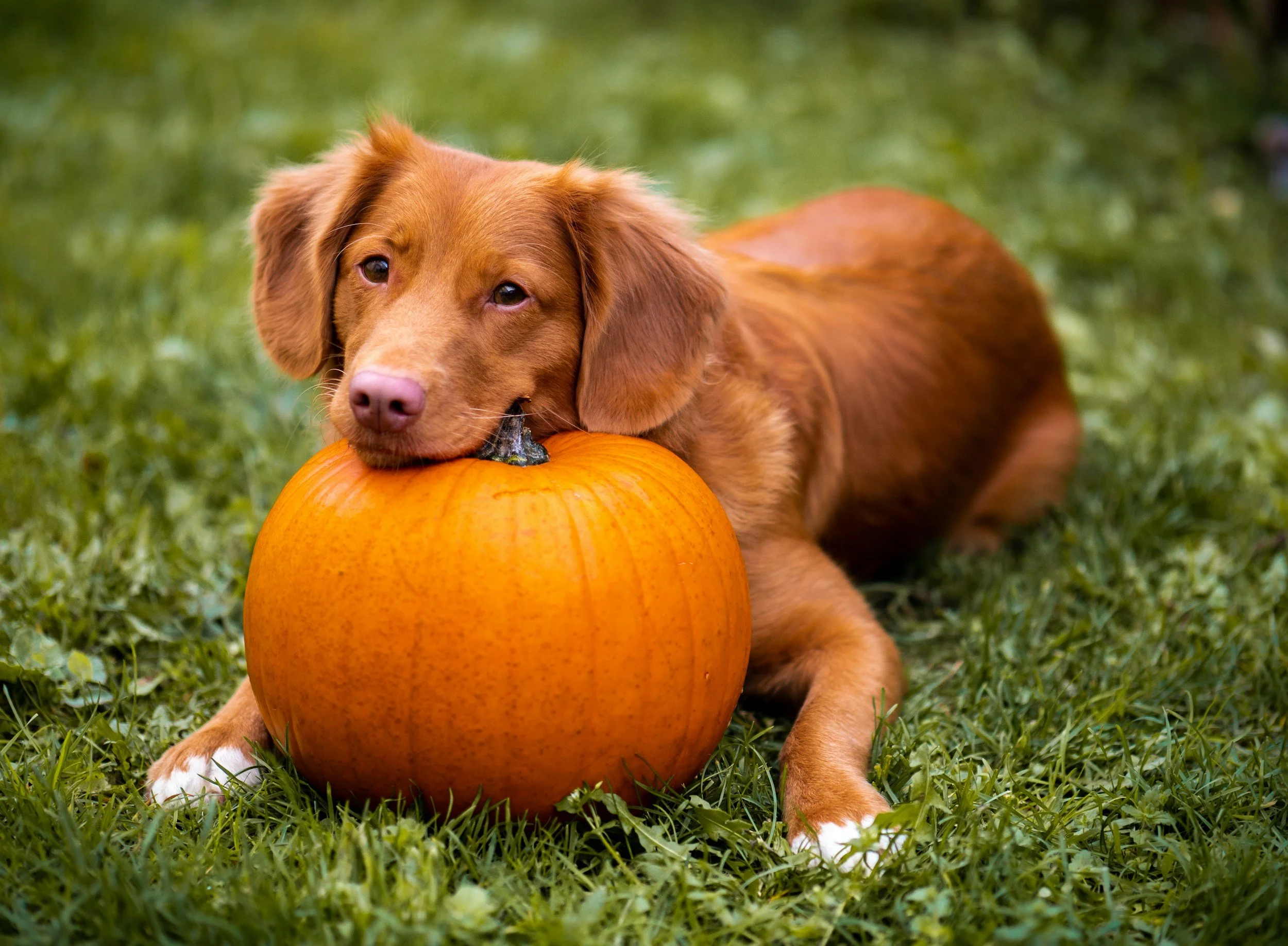Advanced Obedience - $200