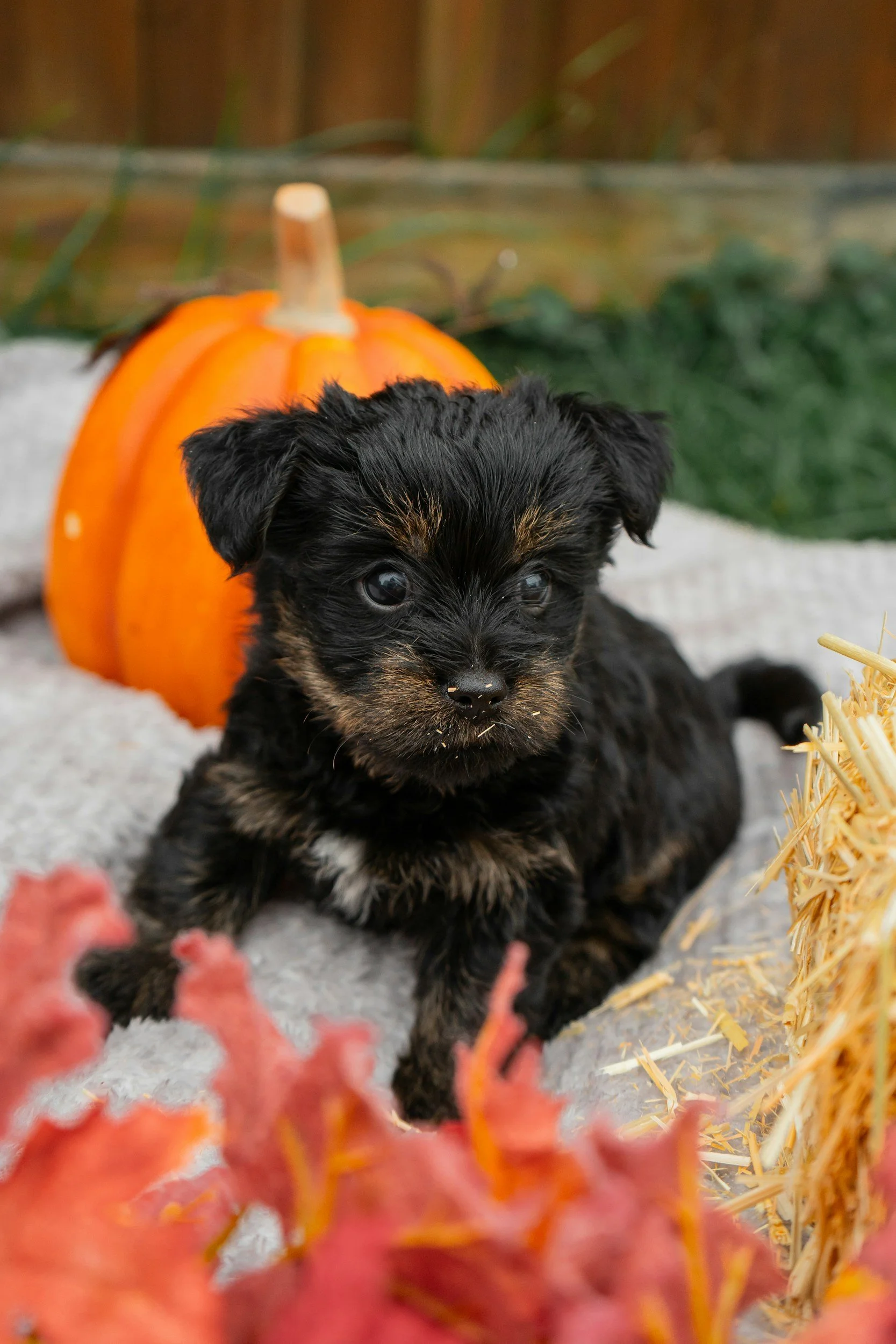 STAR Puppy - $200