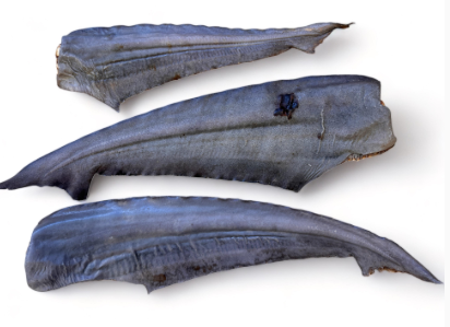 shark tail.png