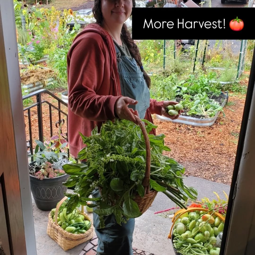 Getting ready for garlic! Needed to get the rest of the tomatoes pulled and soil ammended.

Blight isn't too bad yet, but with the rains and cooling off I'm sure it's coming! 

Will let the green tomatoes ripen inside and make some salsa Verde too. 
