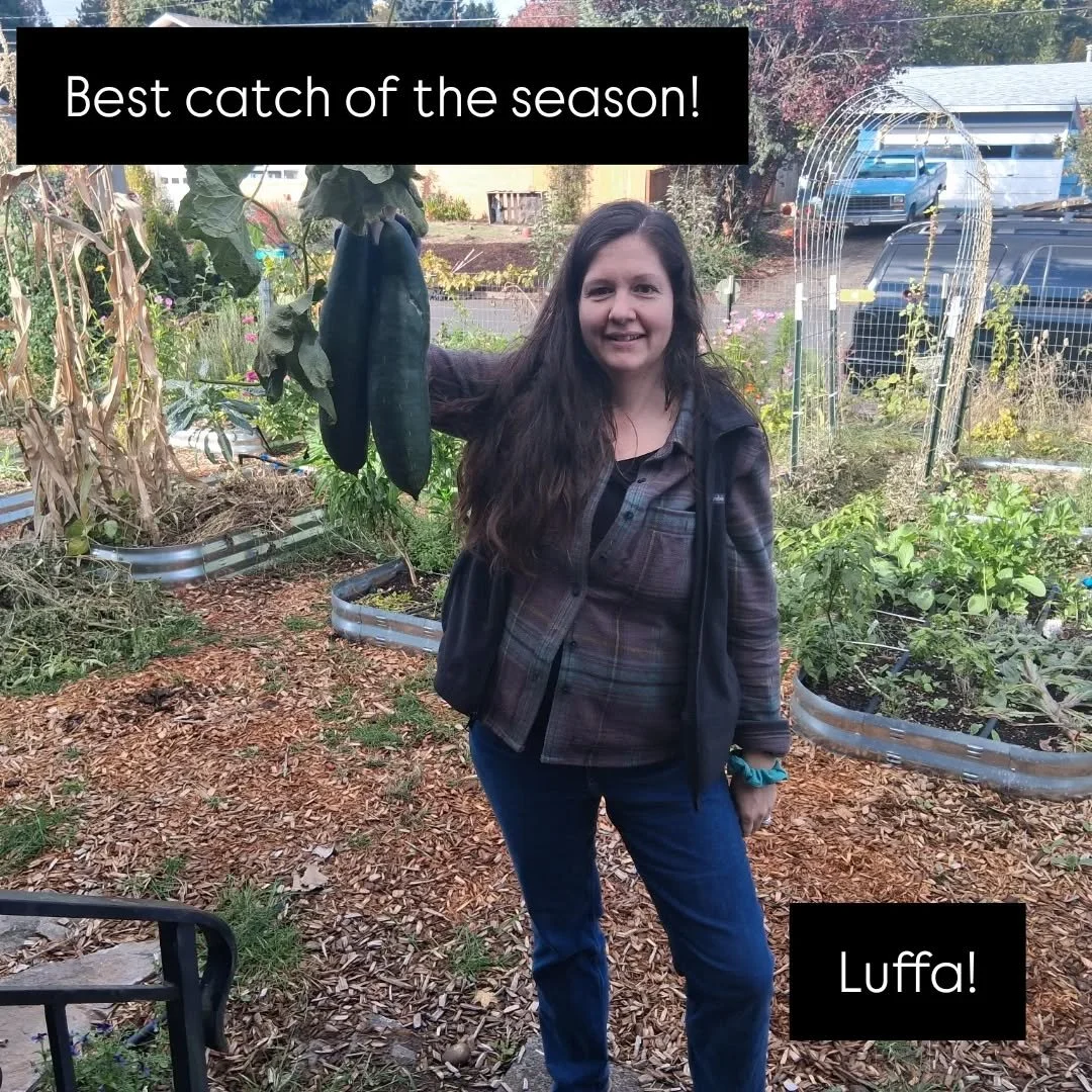 #proudcatch 
#imeasured 
#luffa 
#greengoddessgardenconsultingllc