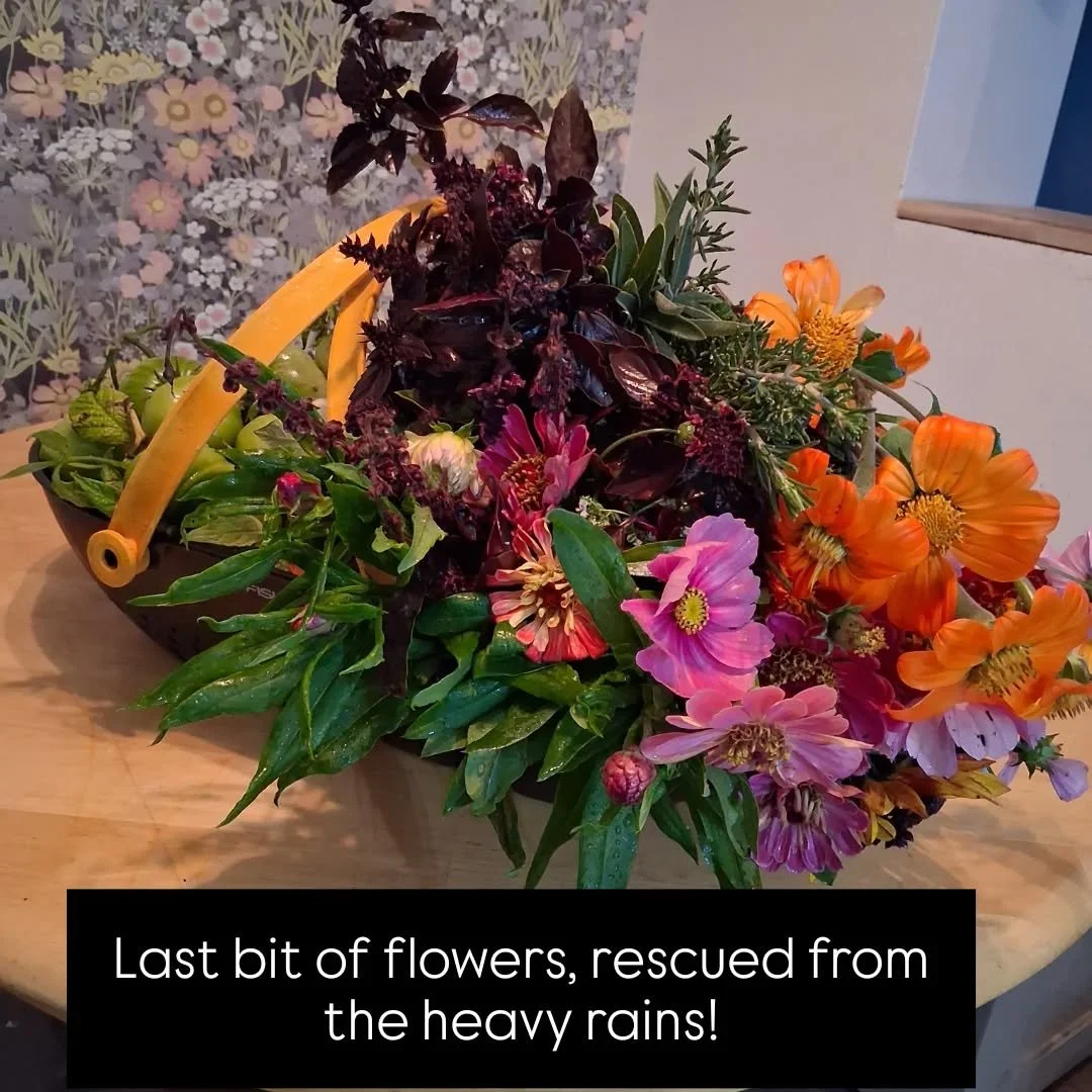 Still harvesting tomatoes 🍅. 
I got wet today...
Also, I picked the last bit of my dahlia beauties to enjoy! .