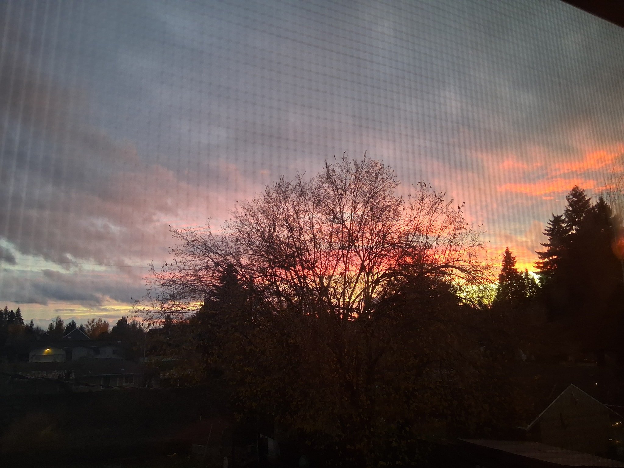 Soon the sun will be swing back! Darkest day of the year coming but  also the switch towards more sun!

#PNW
#vancouverwashington 
#greengoddessgardenconsultingllc