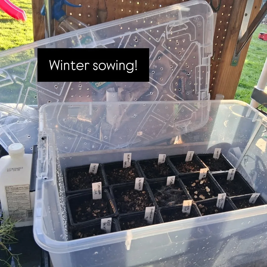 Native wildflowers from nwmeadowscapes and willamettewildings! I had great success last year winter sowing other pollinator mixes so doing it again.

Especially excited about red paint brush and shooting stars. Grew us with these showing in the sprin