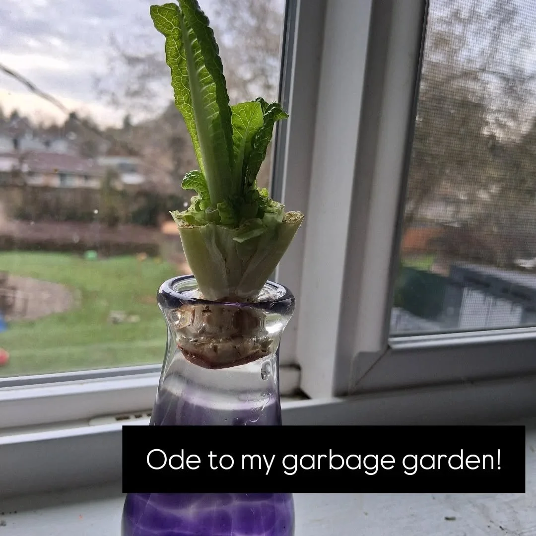 Growing a garden from &ldquo;garbage&rdquo; just for fun and honestly, romaine makes it way too easy.

I save the stem, peel the outer leaves, shave the base, and pop it in water. Refresh daily and watch it regrow. 🌿

I&rsquo;ve even planted these s