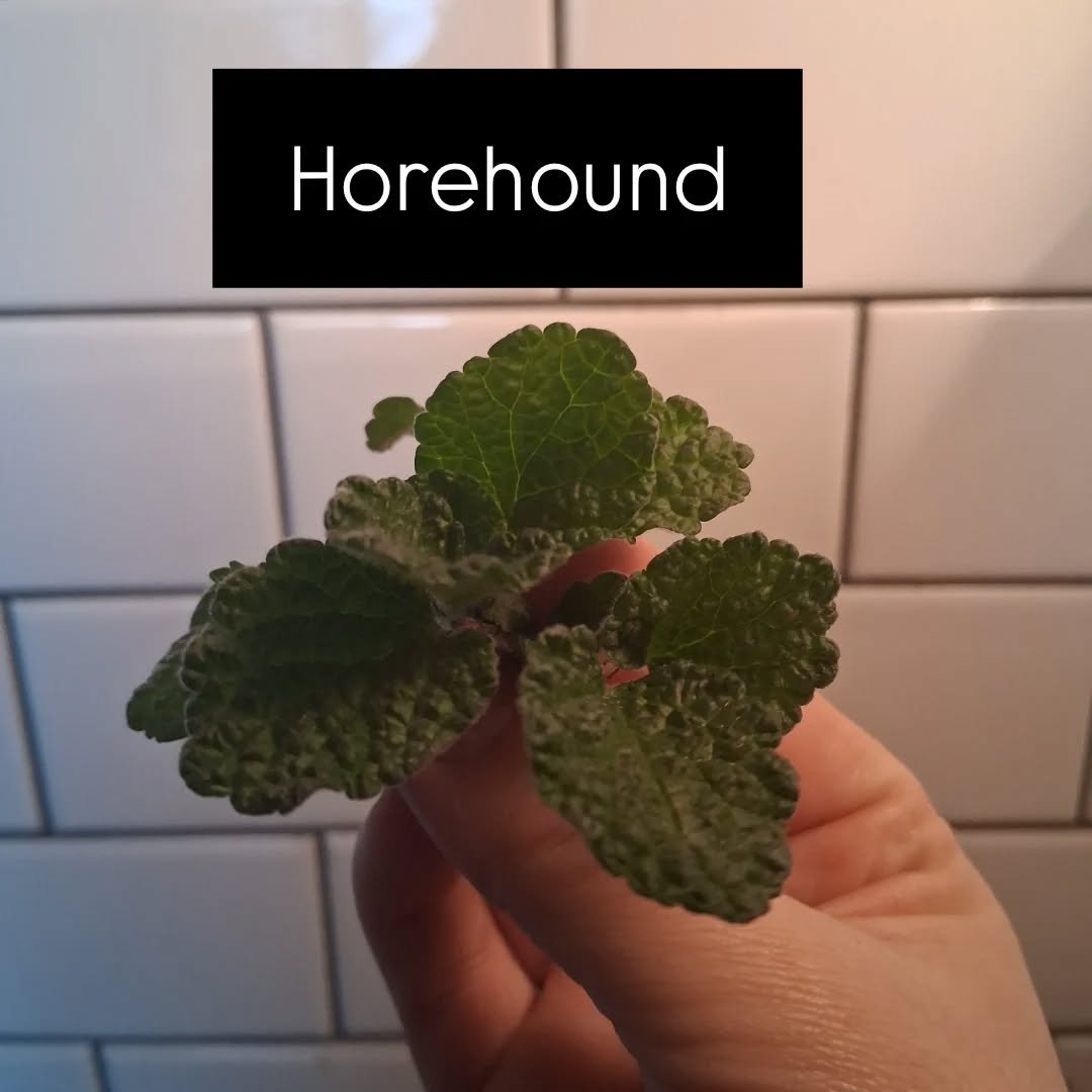 Got a bug this week from my kid in school, using the medicine in the garden to feel better! 🐛 

Grabbed a couple fresh sprigs of horehound and mojito mind with Montana honey.

It definitely helped but still have a bunch of sinus pressure.

What is y