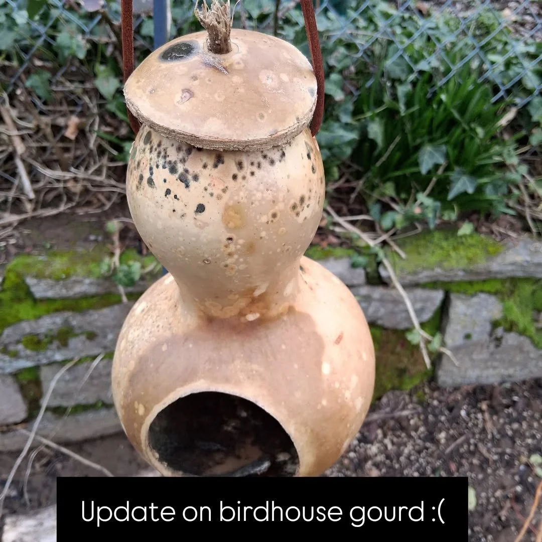 Whoops! I should've sealed this gourd better. It's starting to be taken by the cold wet here is SW Wa.....🐦

Lesson learned.

What would you do for keeping this little natural bird home.from rotting away? 🤢