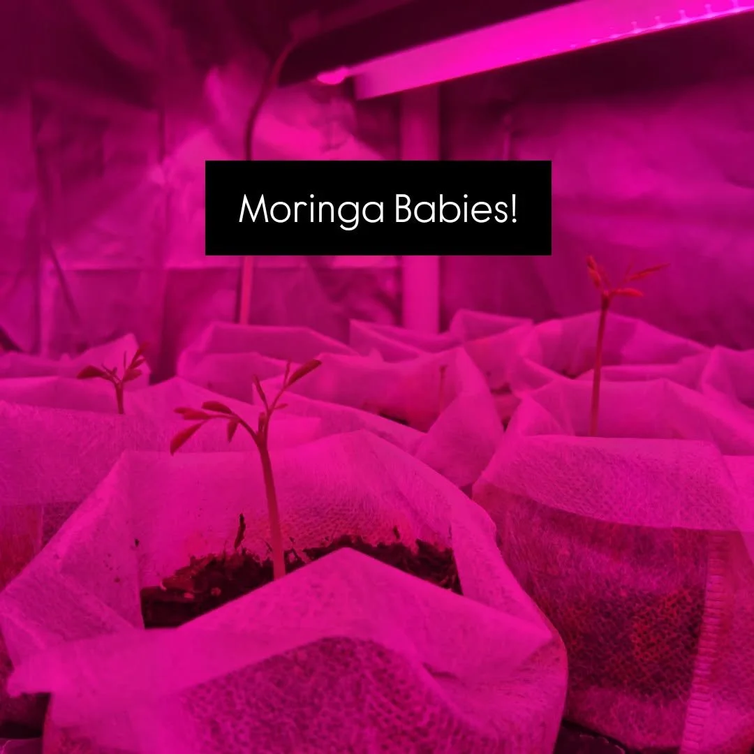 Very excited for Moringa to be growing in the nursery! This such a power house nutrient dense plant. I plan on keeping one for our family but will have several to offer in our nursery line-up 🌳 

Have you ever grown Moringa?

#treeoflife
#moringa
#p