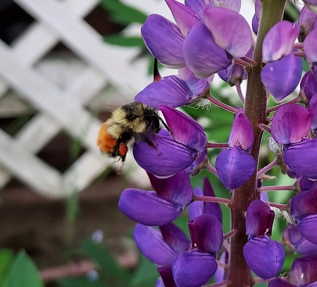 A bumblebee with orange and black markings collecting nectar from purple lupine flowers inside a garden.