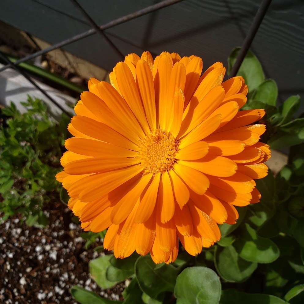 Bright orange daisy flower blooming in a garden with green leaves and soil visible.